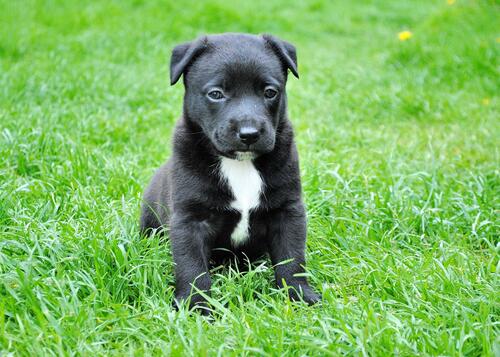 Black patterdale terrier puppy