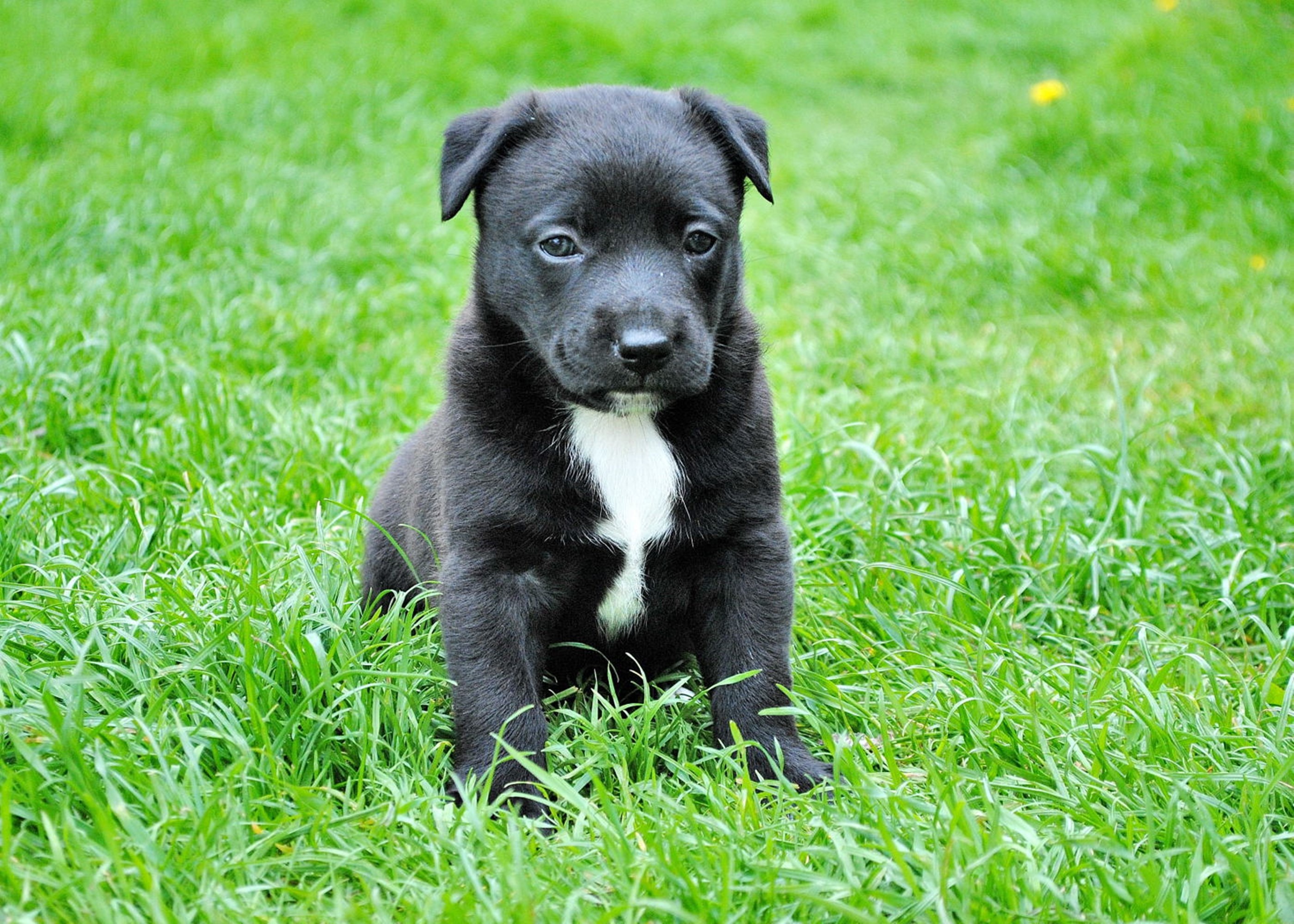 Free photo Black patterdale terrier puppy