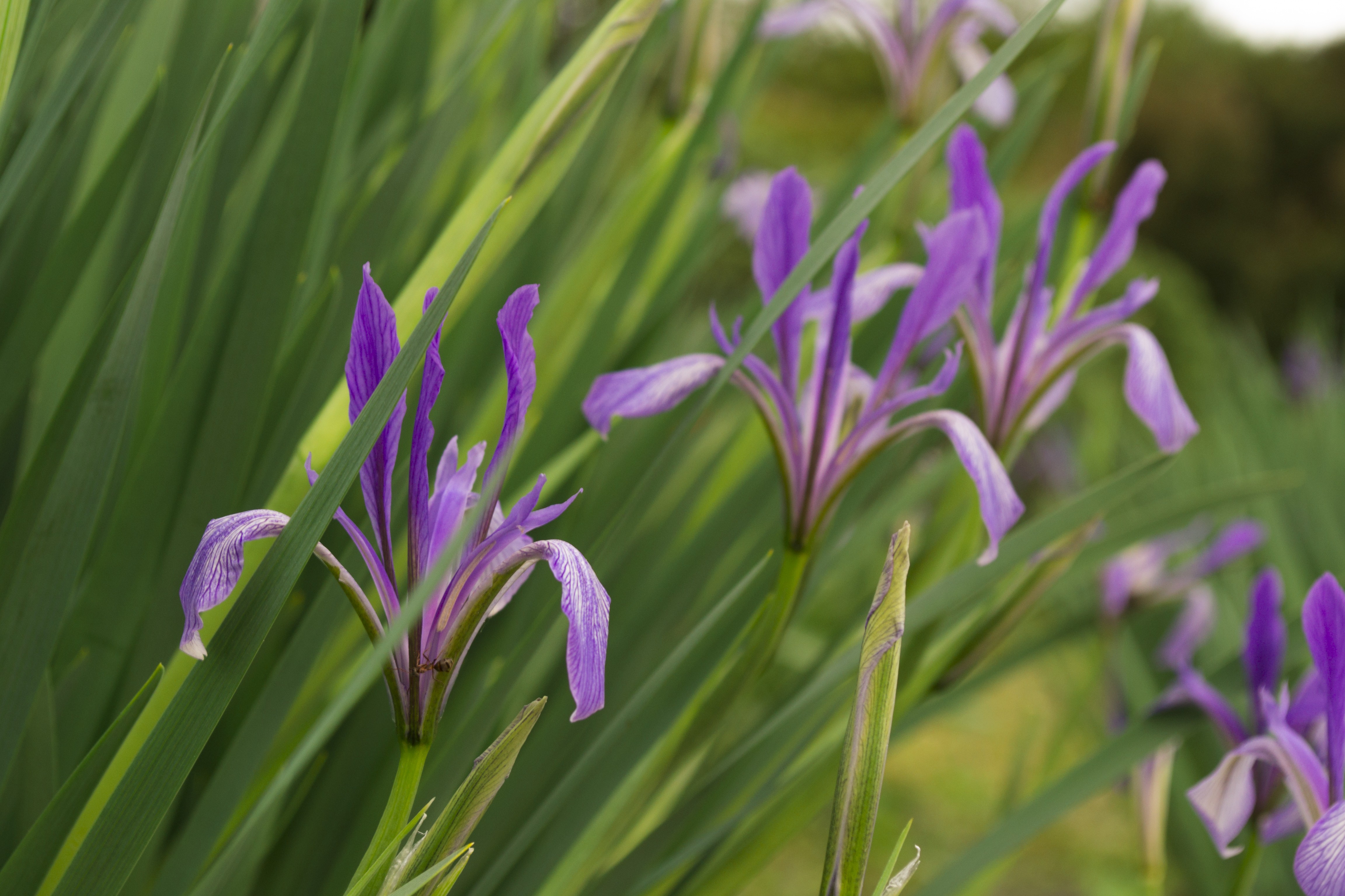 Фото бесплатно трава, фиолетовый, гербарий