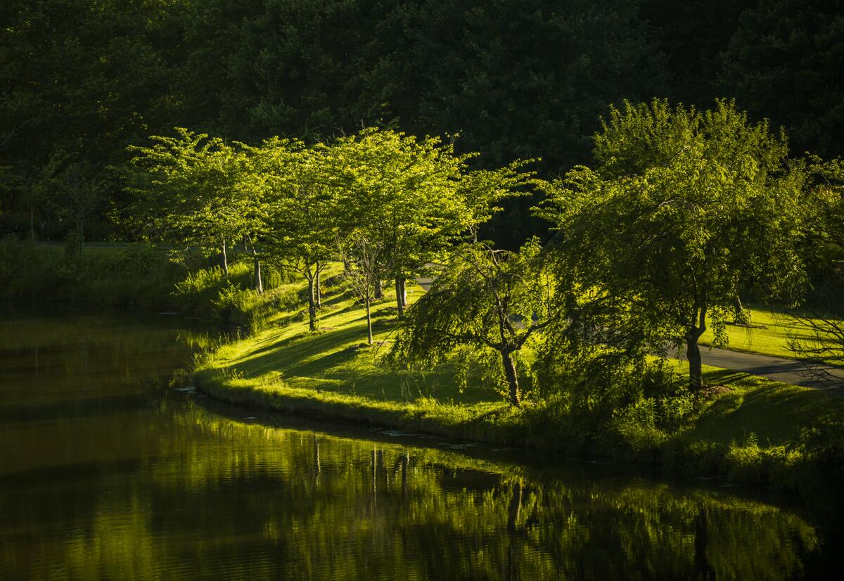 Зеленая растительность на берегу реки