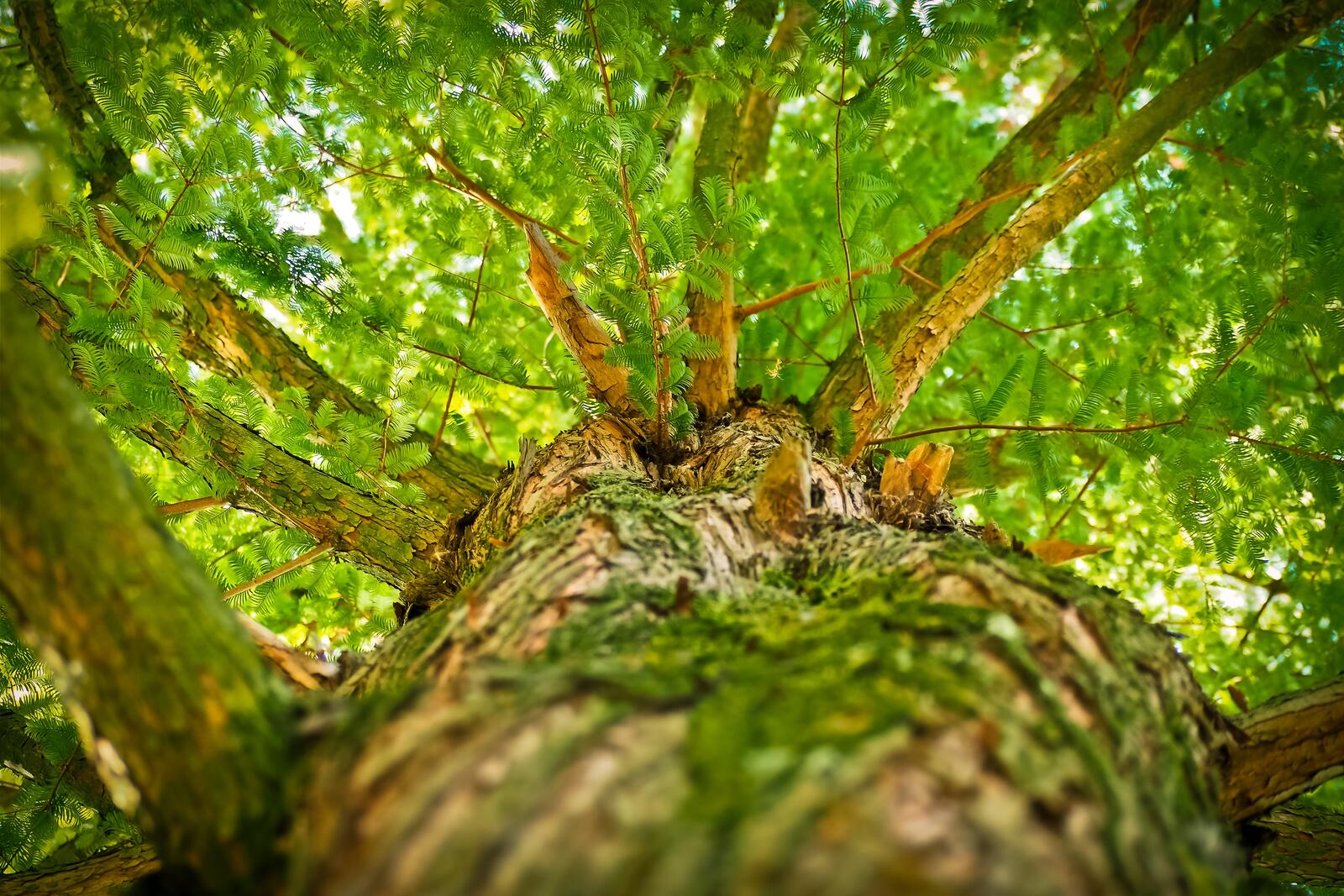 Бесплатное фото Дерево с зеленой кроной