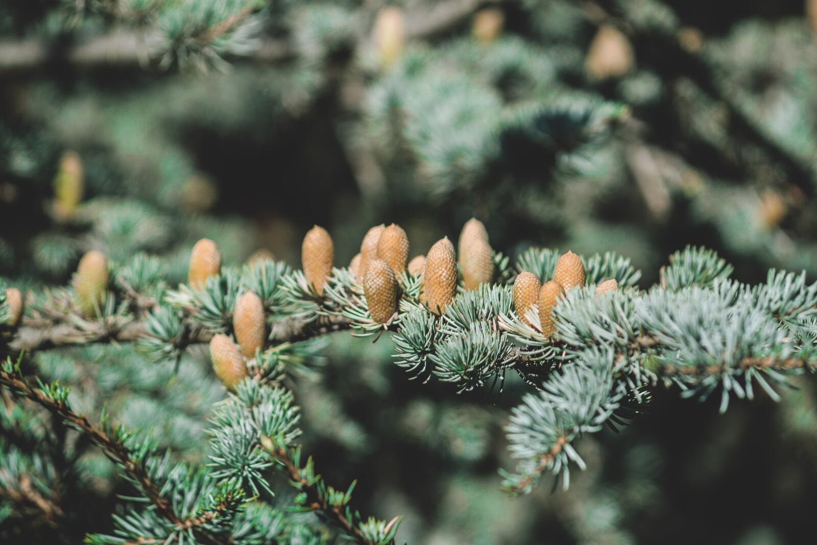 Free photo Spruce branches with cones