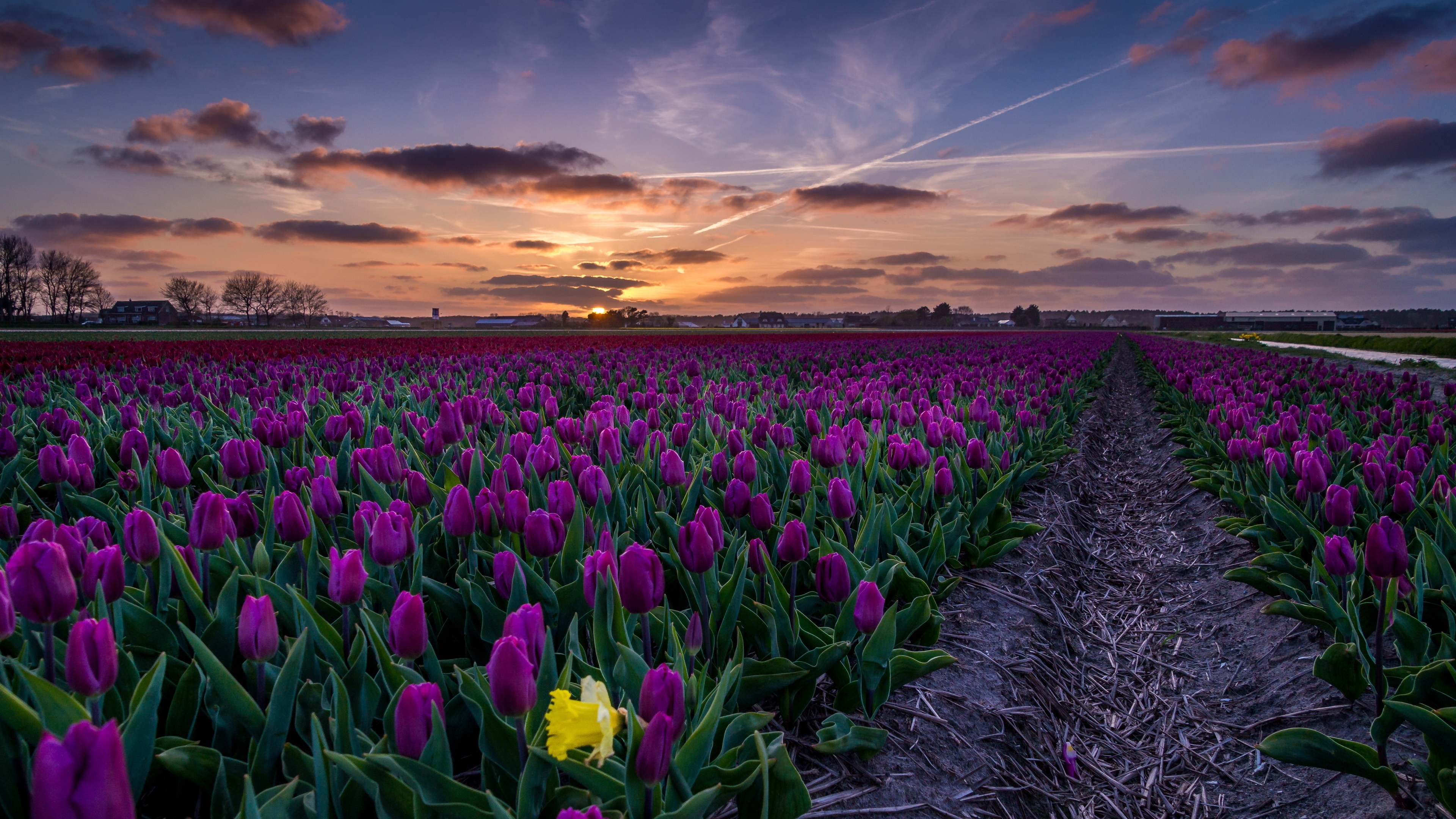 Обои обои фиолетовые тюльпаны поле путь на рабочий стол