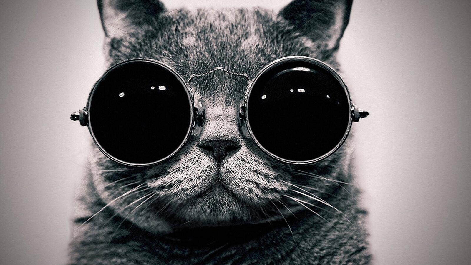 Free photo Black and white kitty with round glasses.