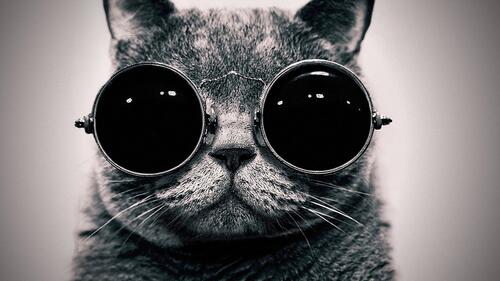 一只戴着圆框眼镜的黑白猫咪。