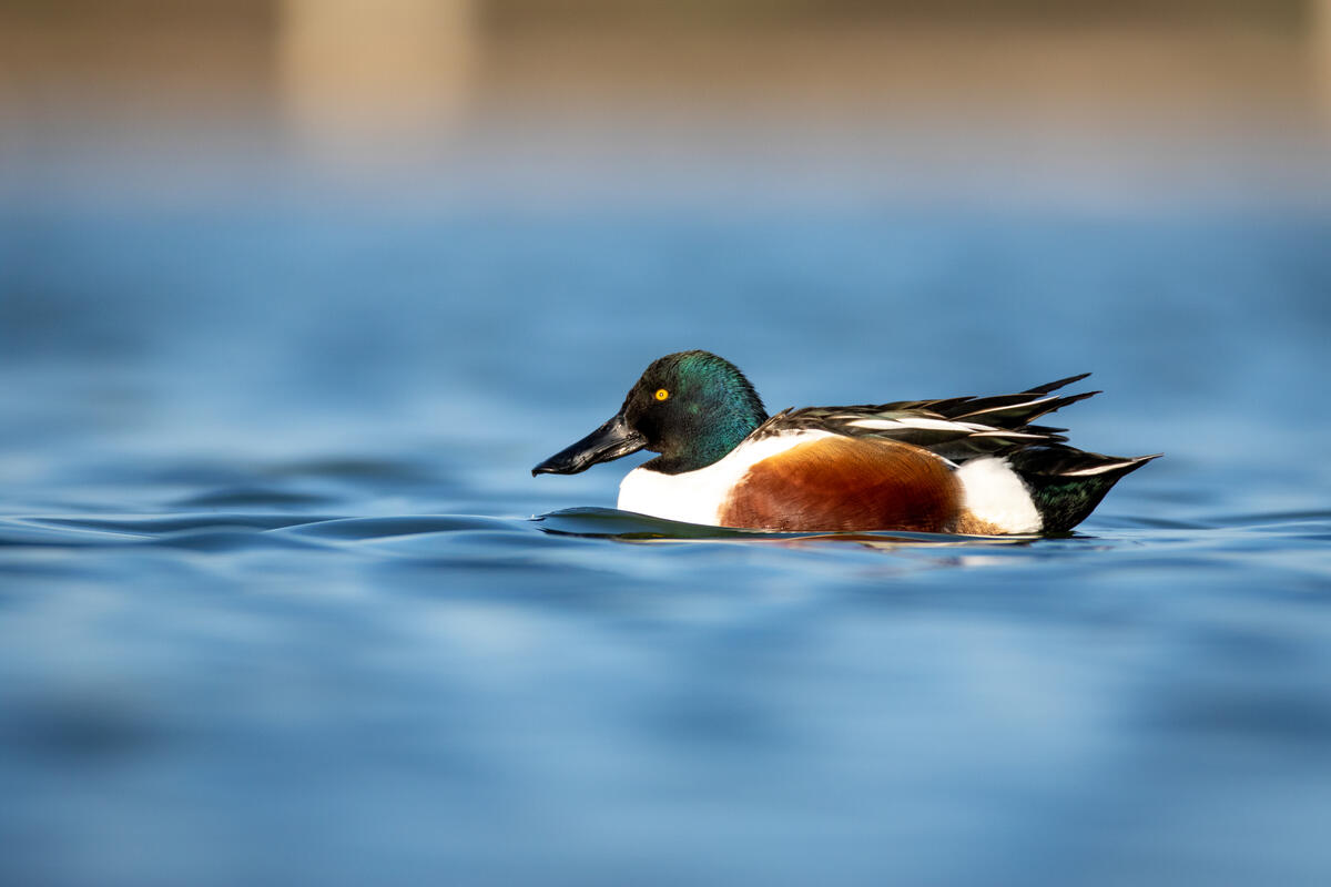 A beautiful duck floating on water