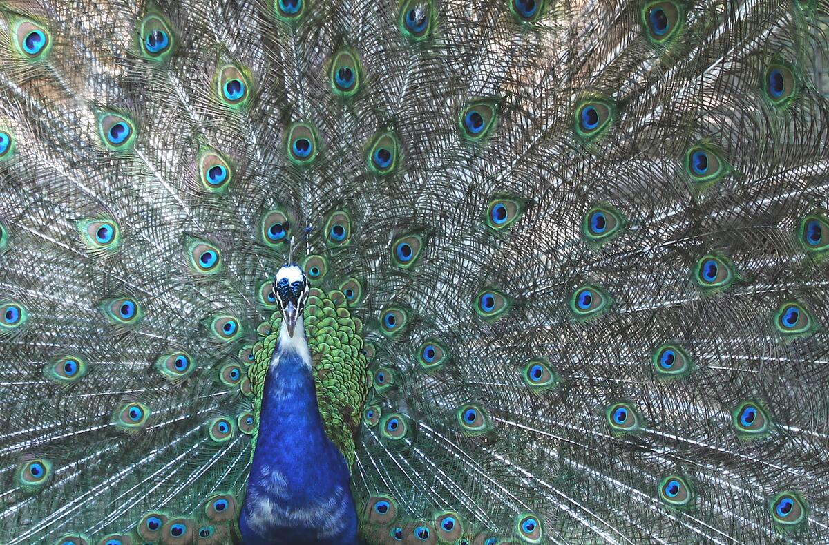 Blue peacock with a loose tail