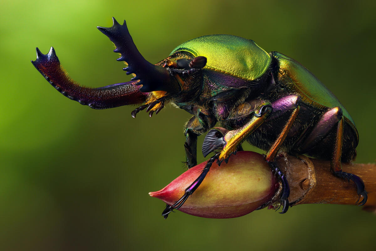 Зеленый жук на почке дерева