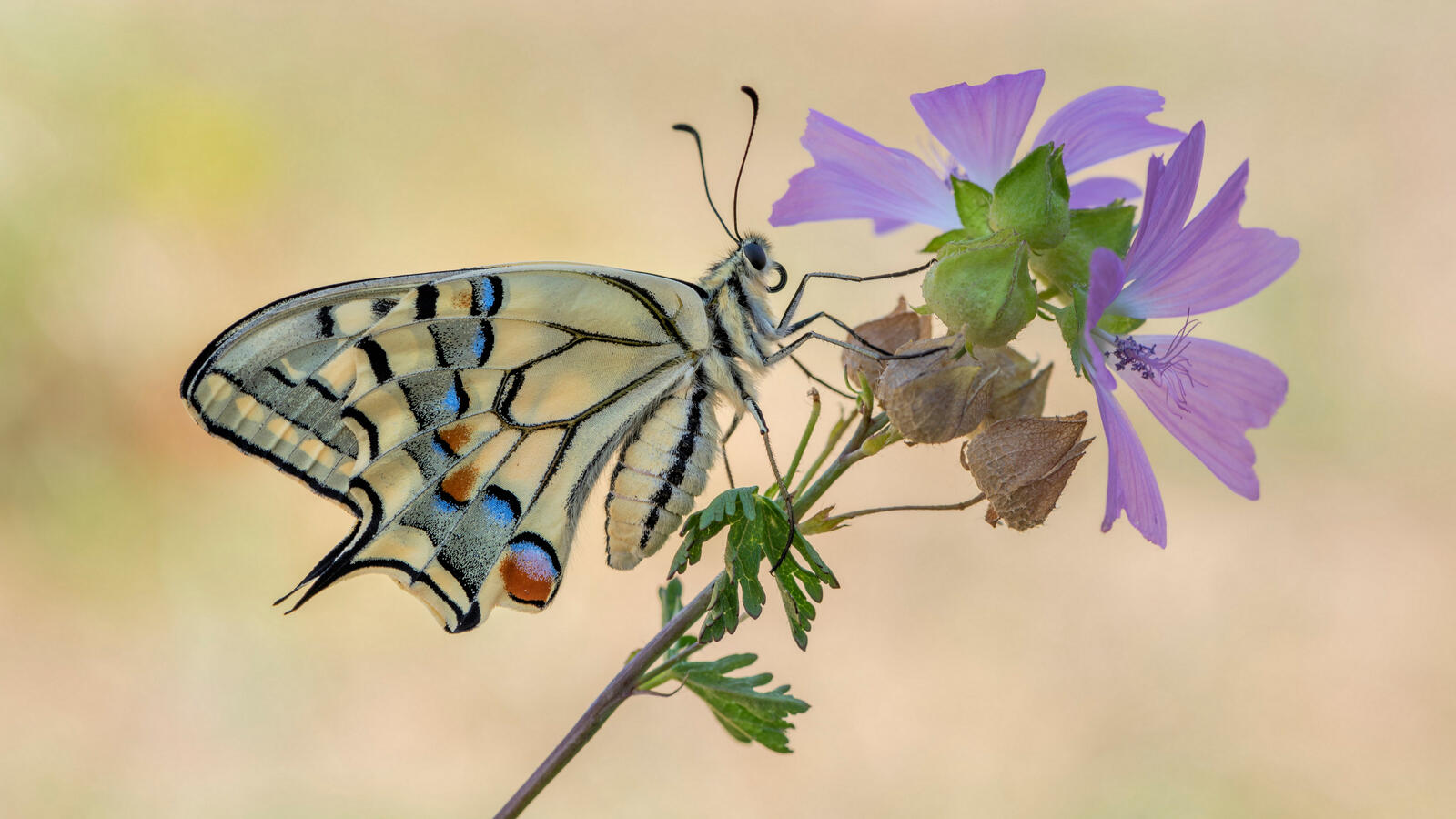 Бесплатное фото Бабочка на маленьком цветочке фиолетового цвета