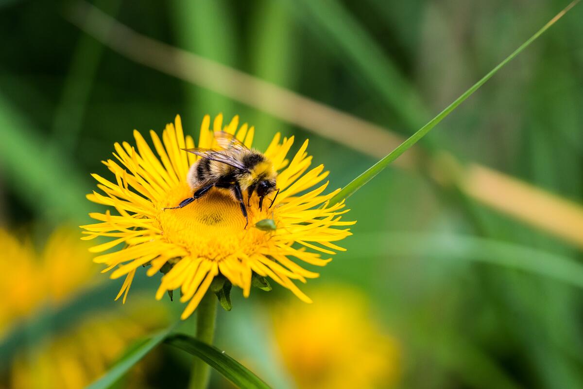 A bumblebee collects nectar from a dandelion.