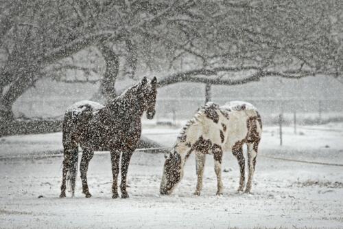 Horses grazing during a snowfall