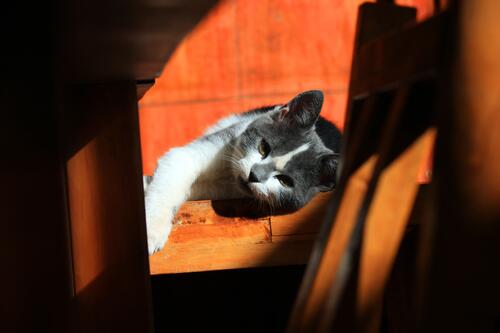 Пятнистый котик лежит на солнце