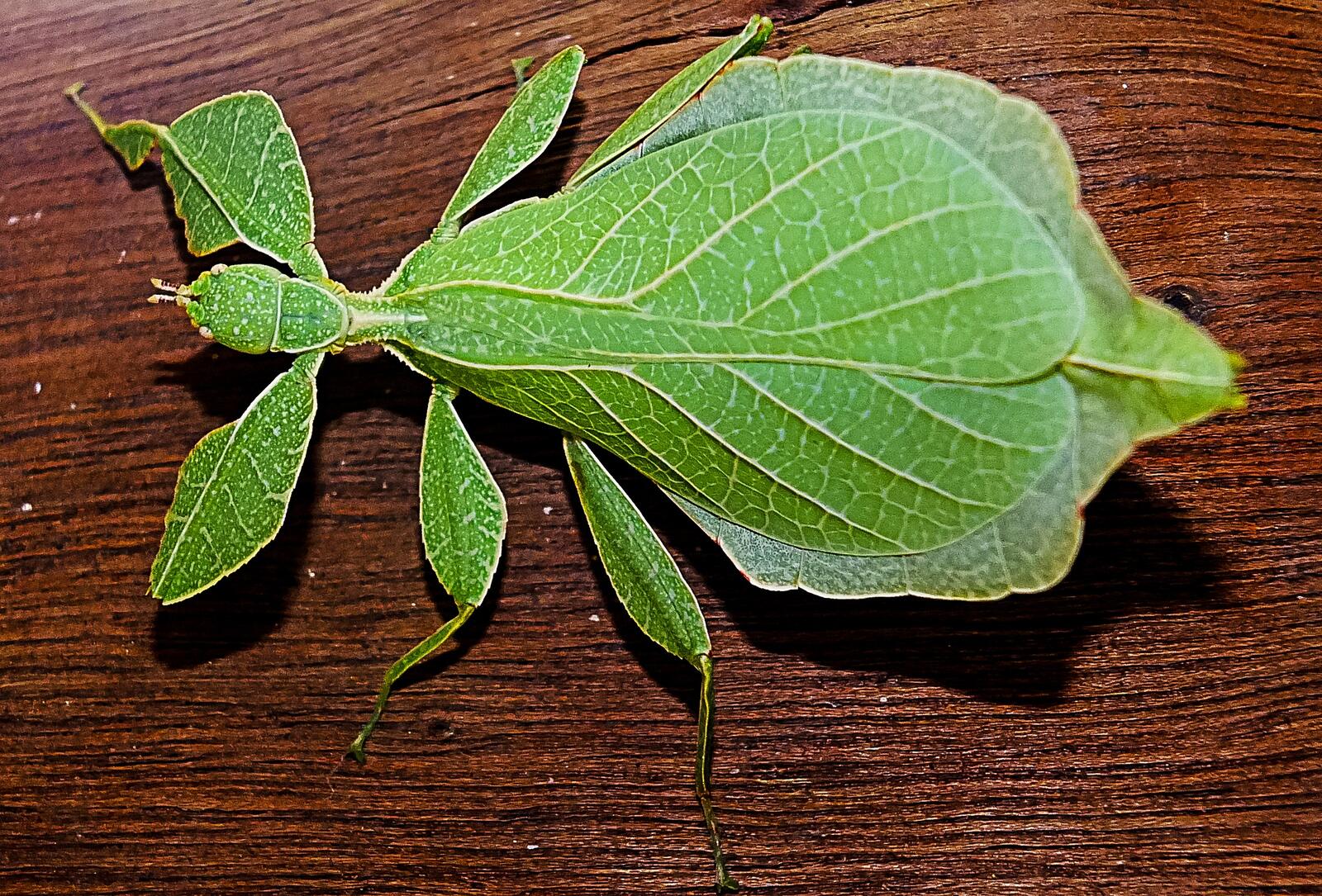 Насекомое зеленого цвета в виде листа