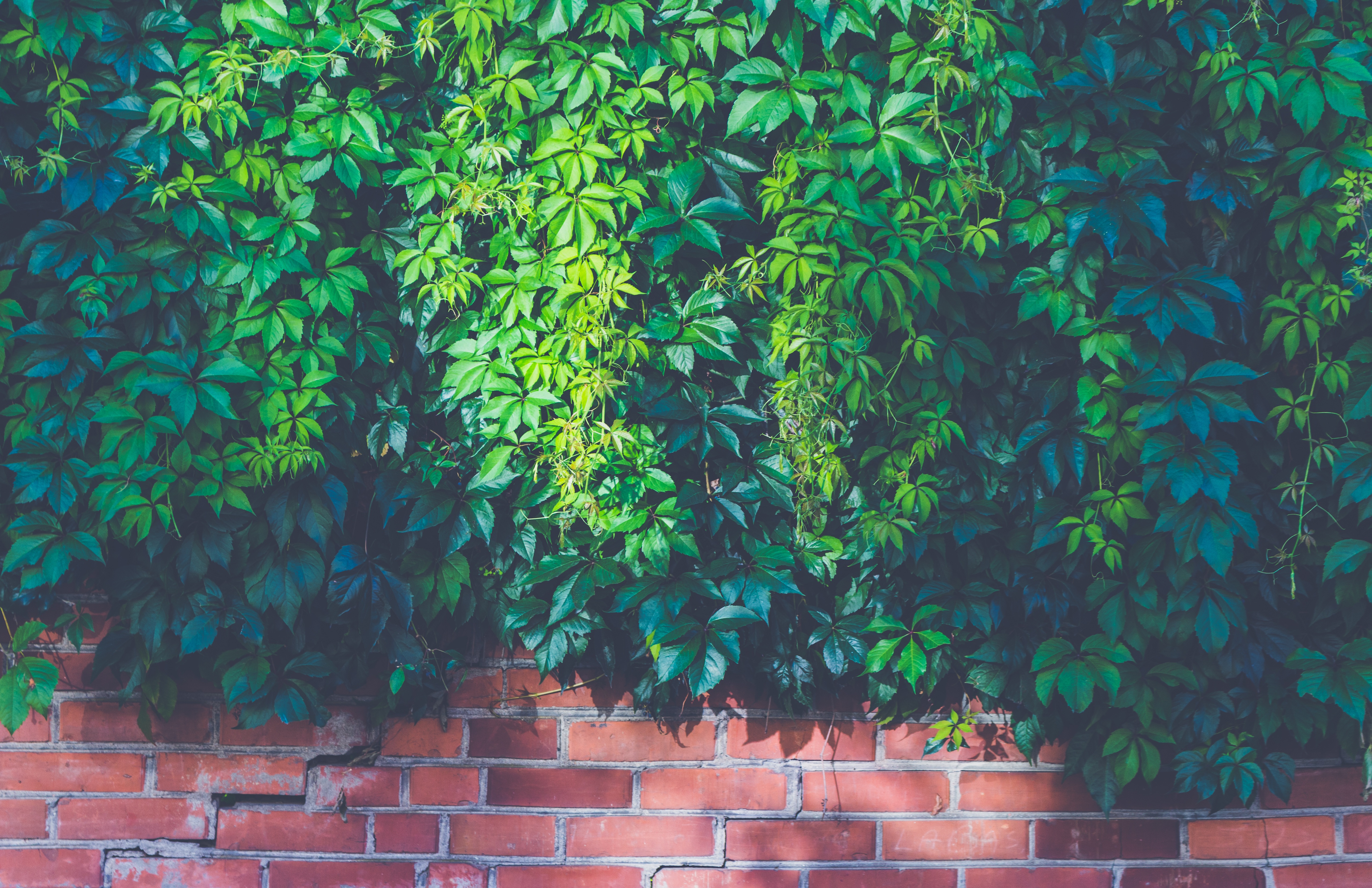Green vegetation on a brick wall
