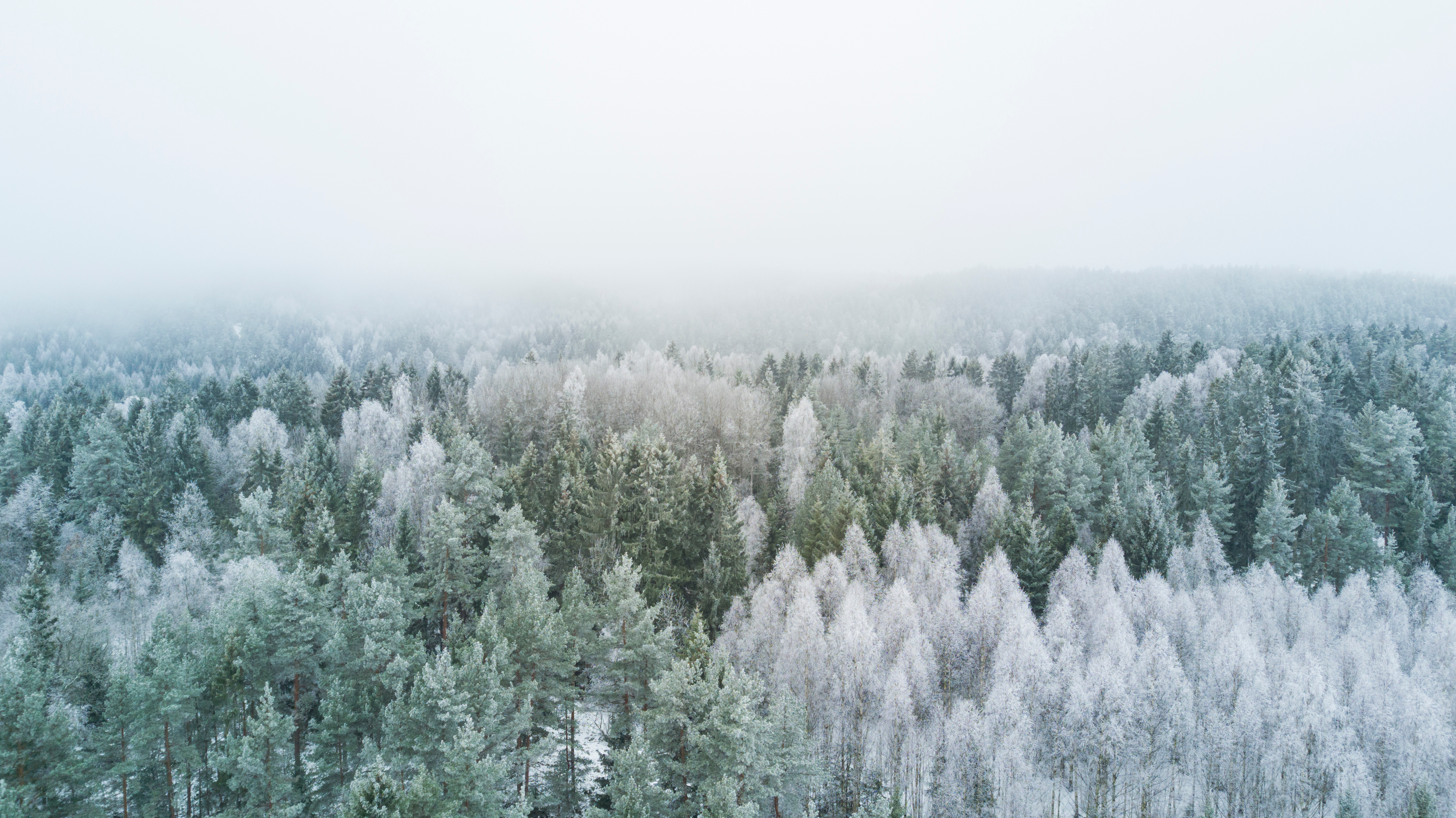 Frost with fog in the spruce forest