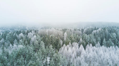 Заморозки с туманом в еловом лесу