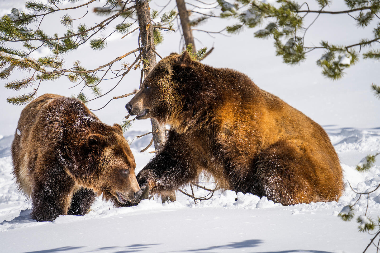 Обои зима медведи пара на рабочий стол