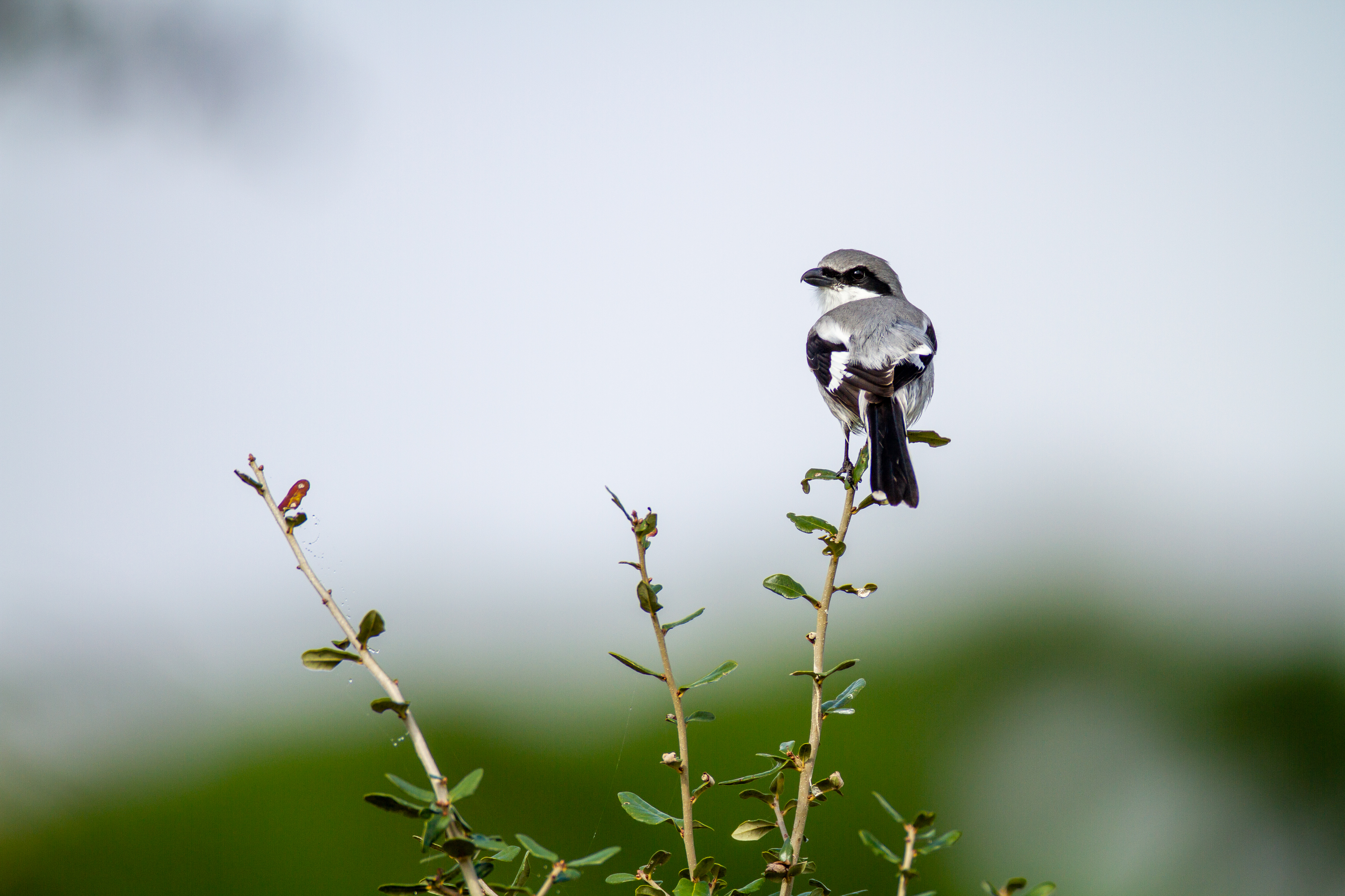 免费照片一只鸟儿坐在树枝顶端。