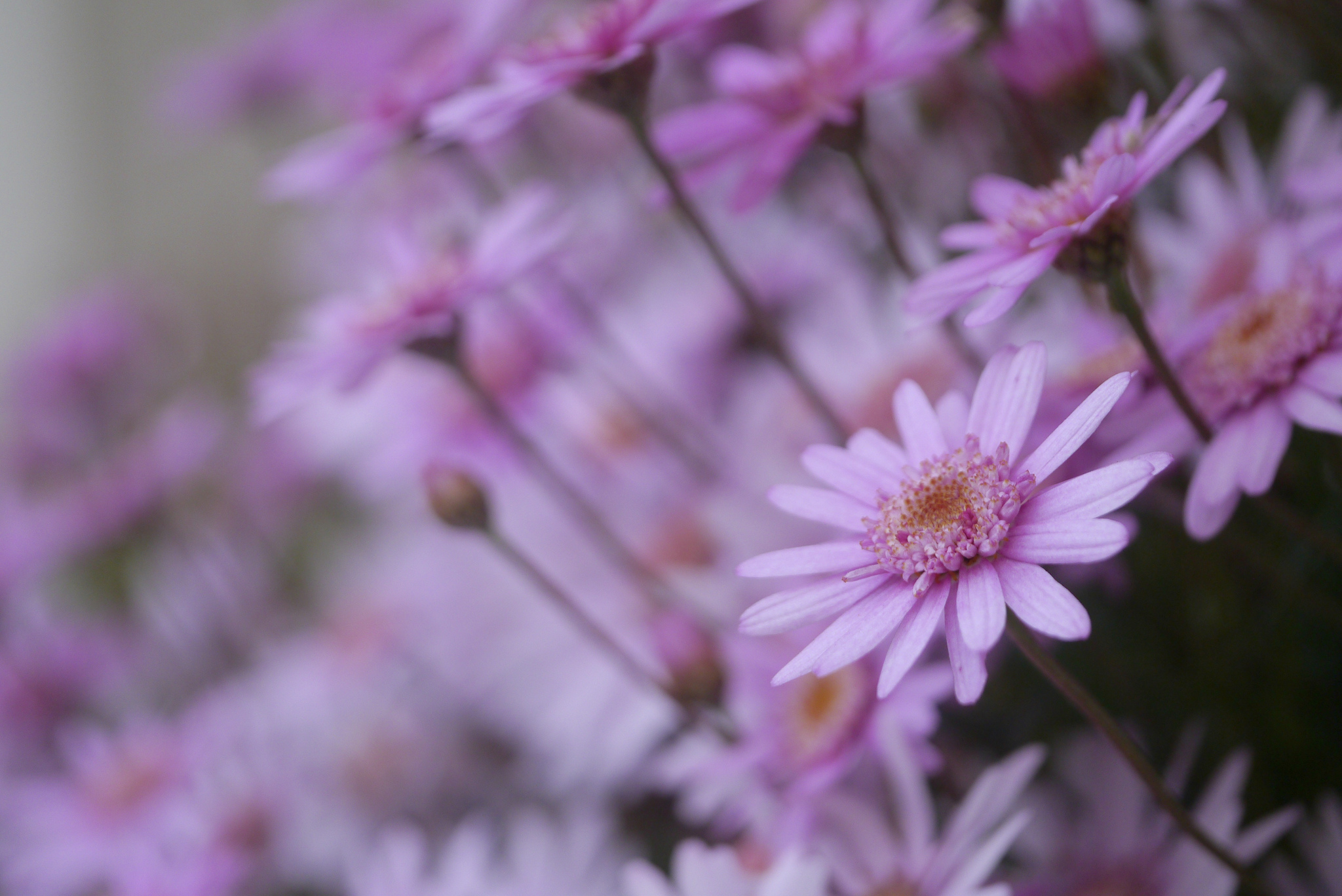 Бесплатное фото Розовые полевые цветочки