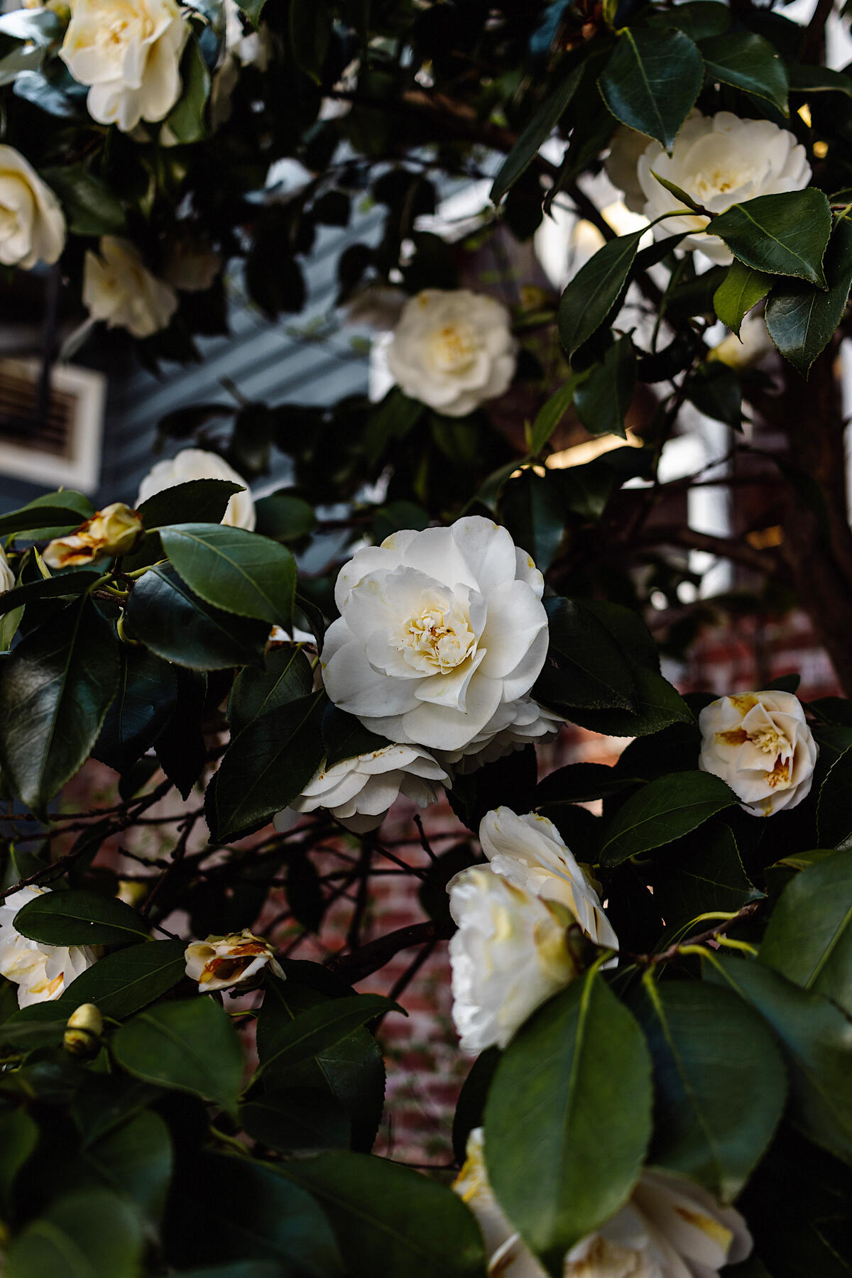 Wallpaper with a large white rose bush