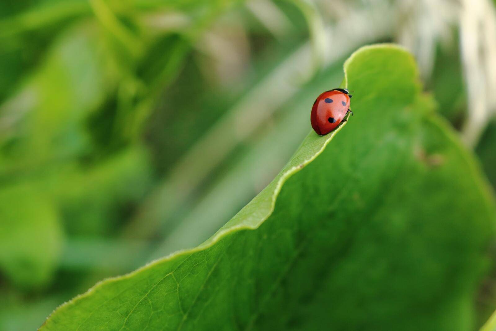 Free photo A lone ladybug crawls along a green leaf.