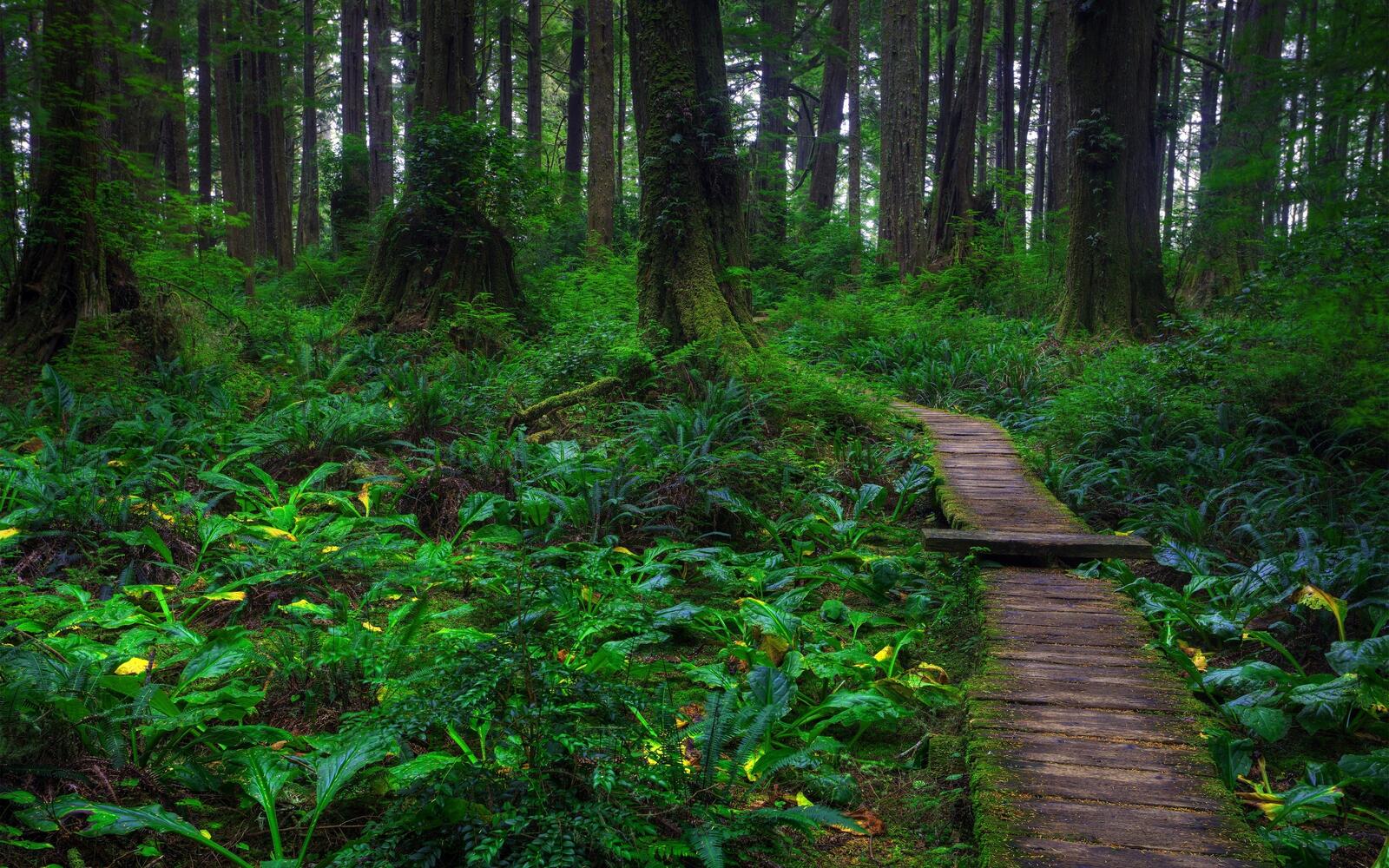 Wallpapers wallpaper forest path trees on the desktop
