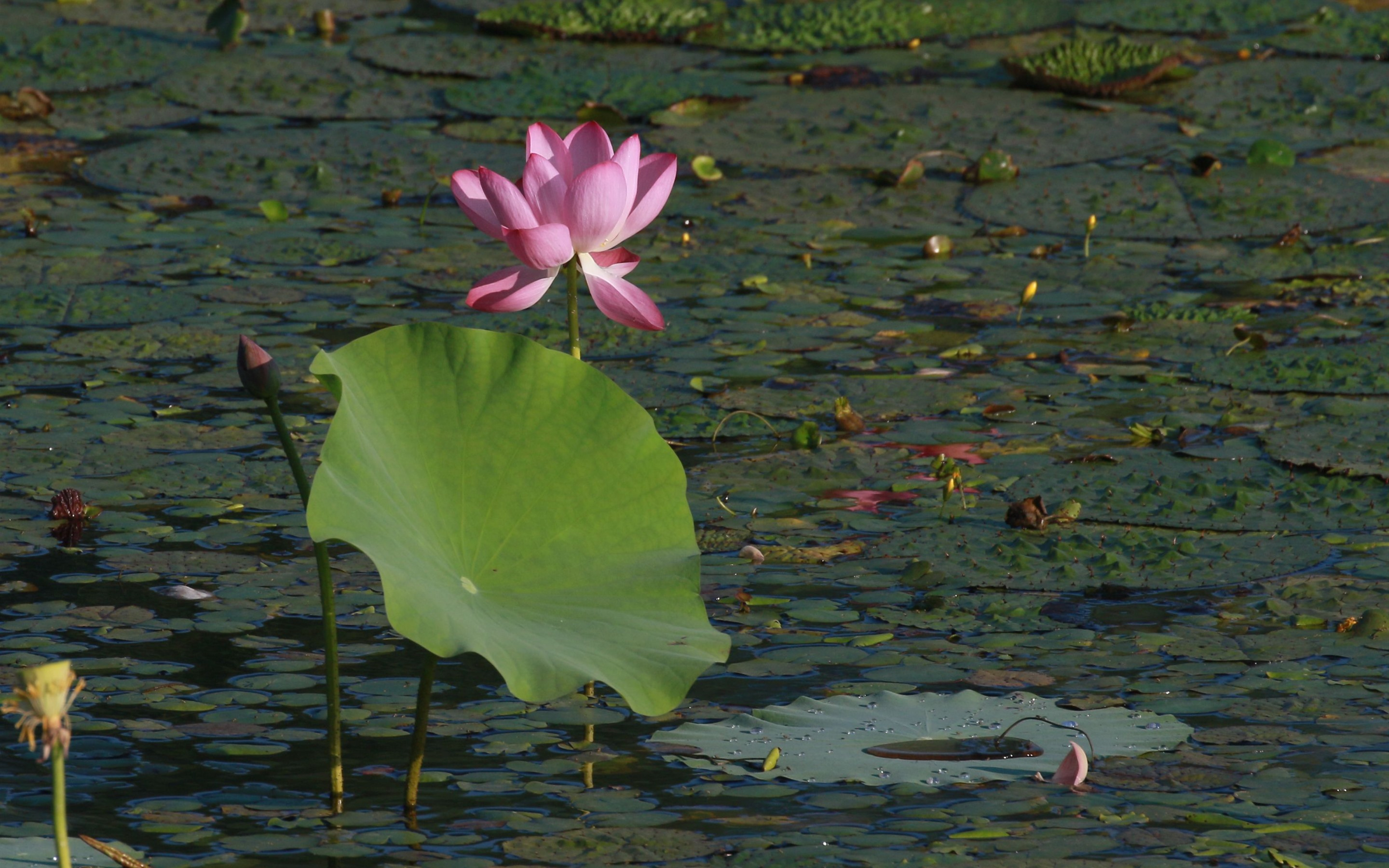Фото бесплатно обои розовый лотос, вода, большой лист