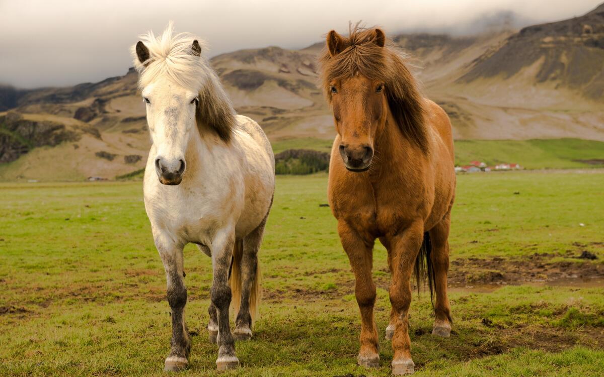 Белая и рыжая лошадь