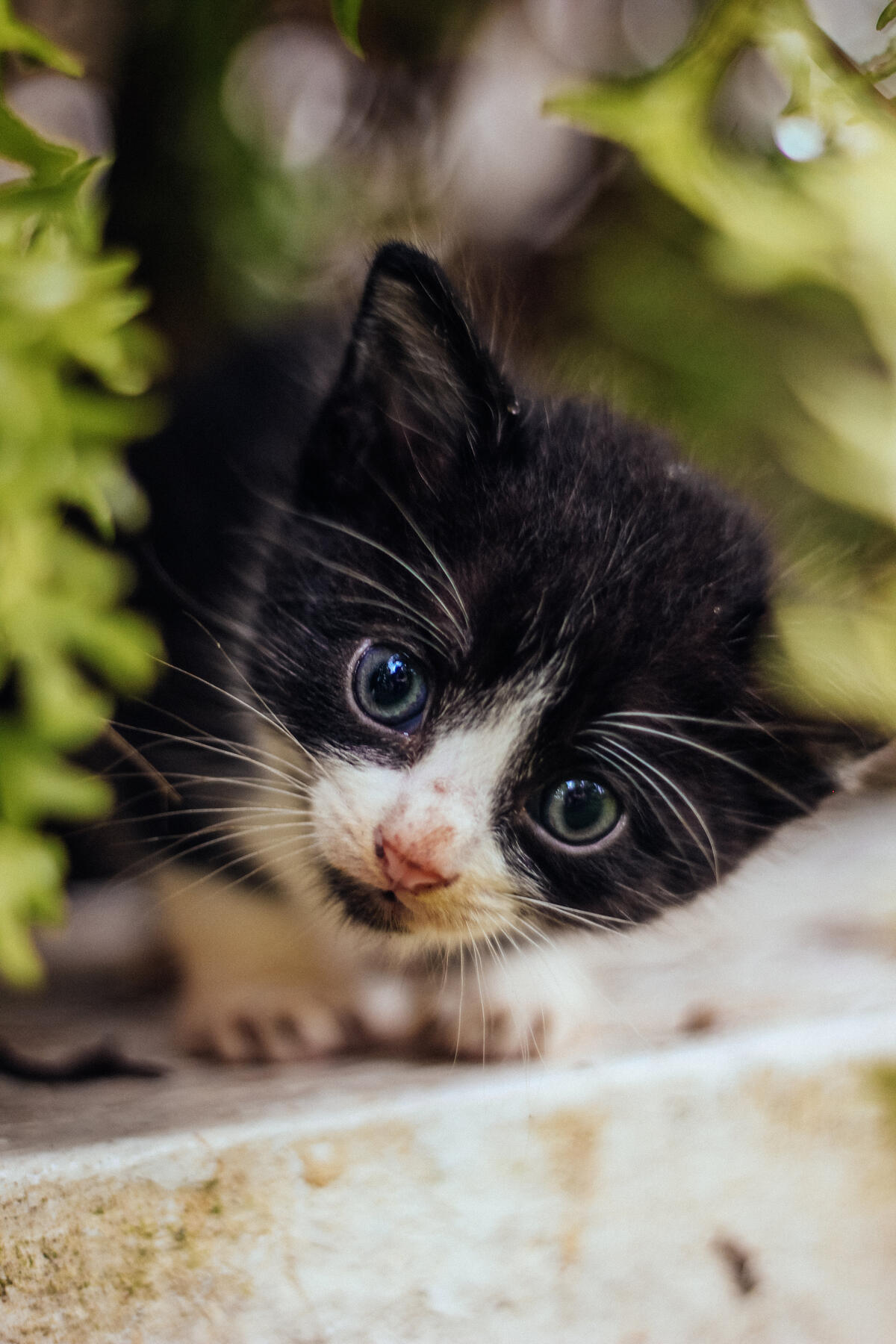 A little spotted kitten