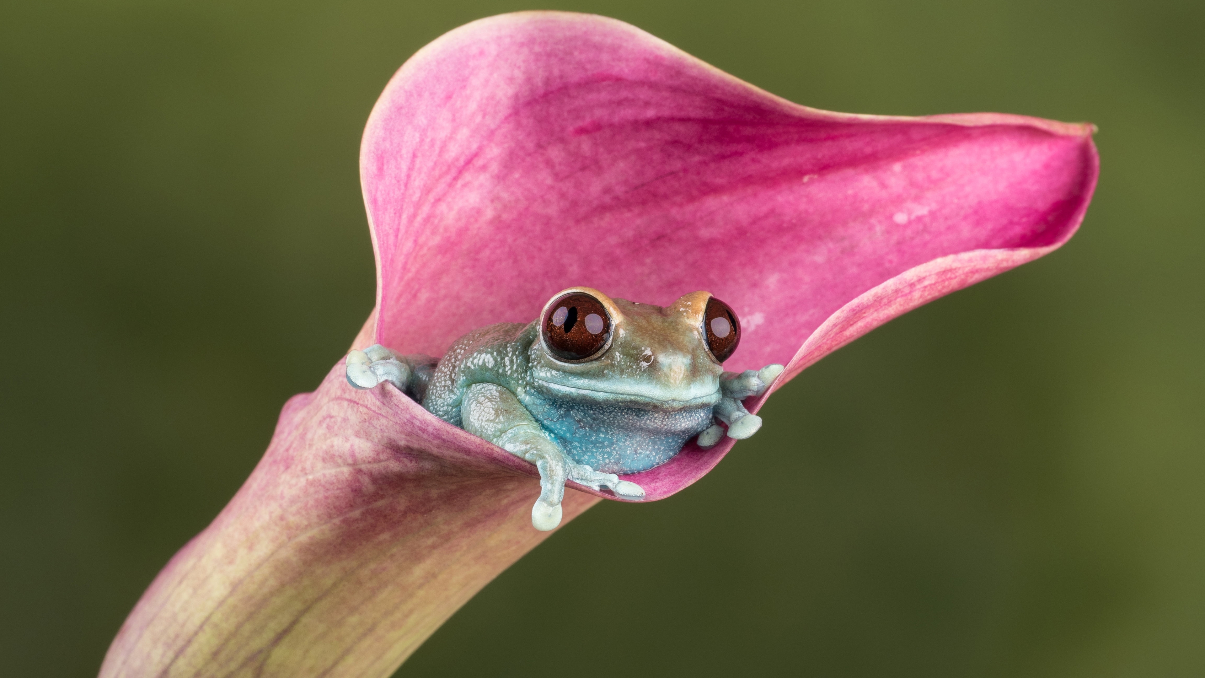 Бесплатное фото Маленькая лягушка спряталась в цветке лилии