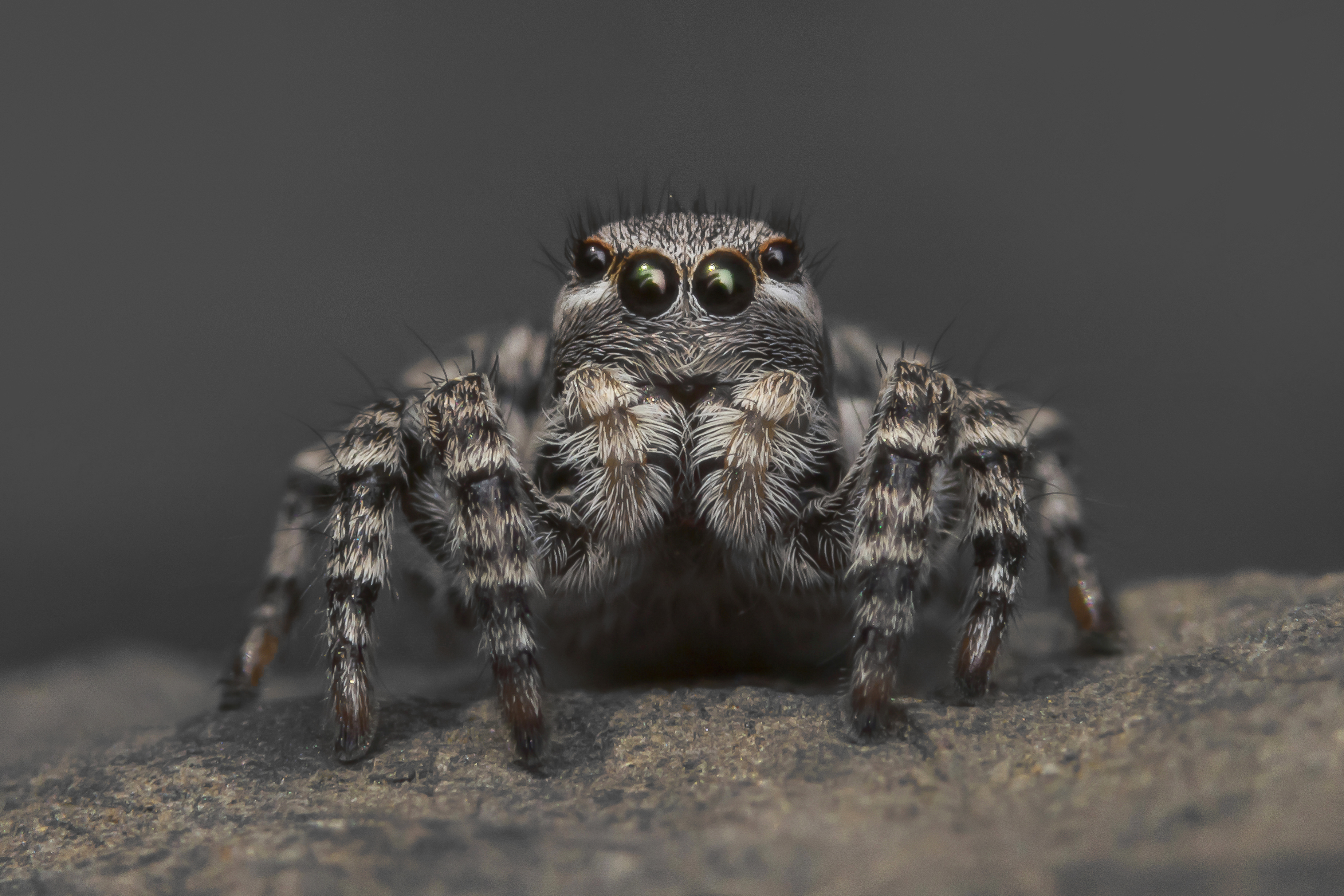 免费照片微距拍摄一只跳跃的蜘蛛。
