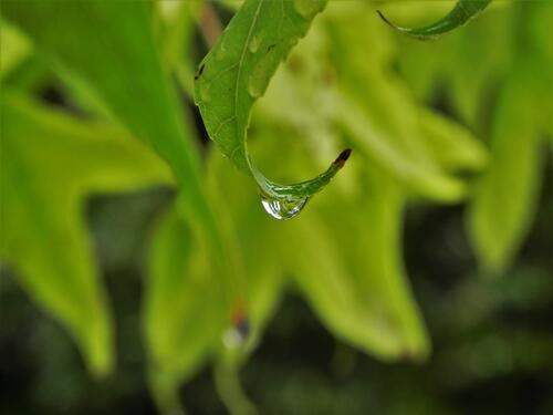 A droplet drips off a leaf