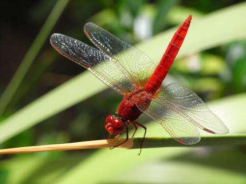 A red dragonfly clung to the grass