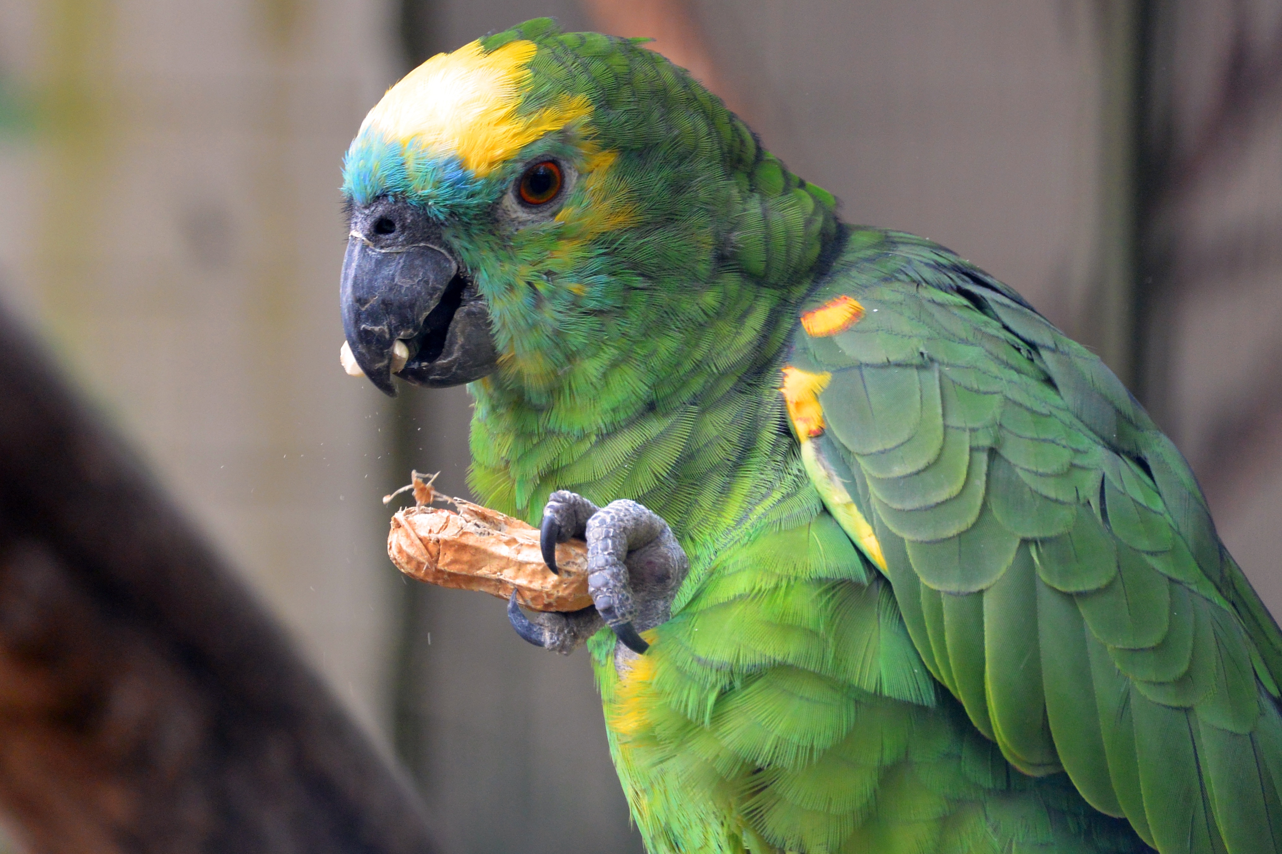 A green parrot in the wild eats a peanut