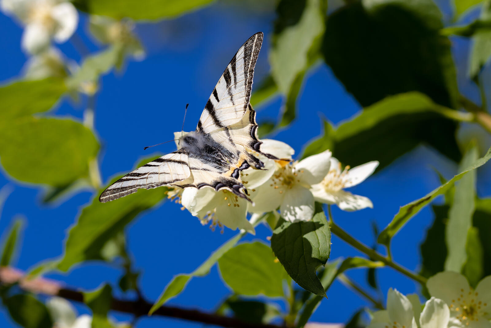 免费照片茉莉花上的桃花心木蝴蝶。