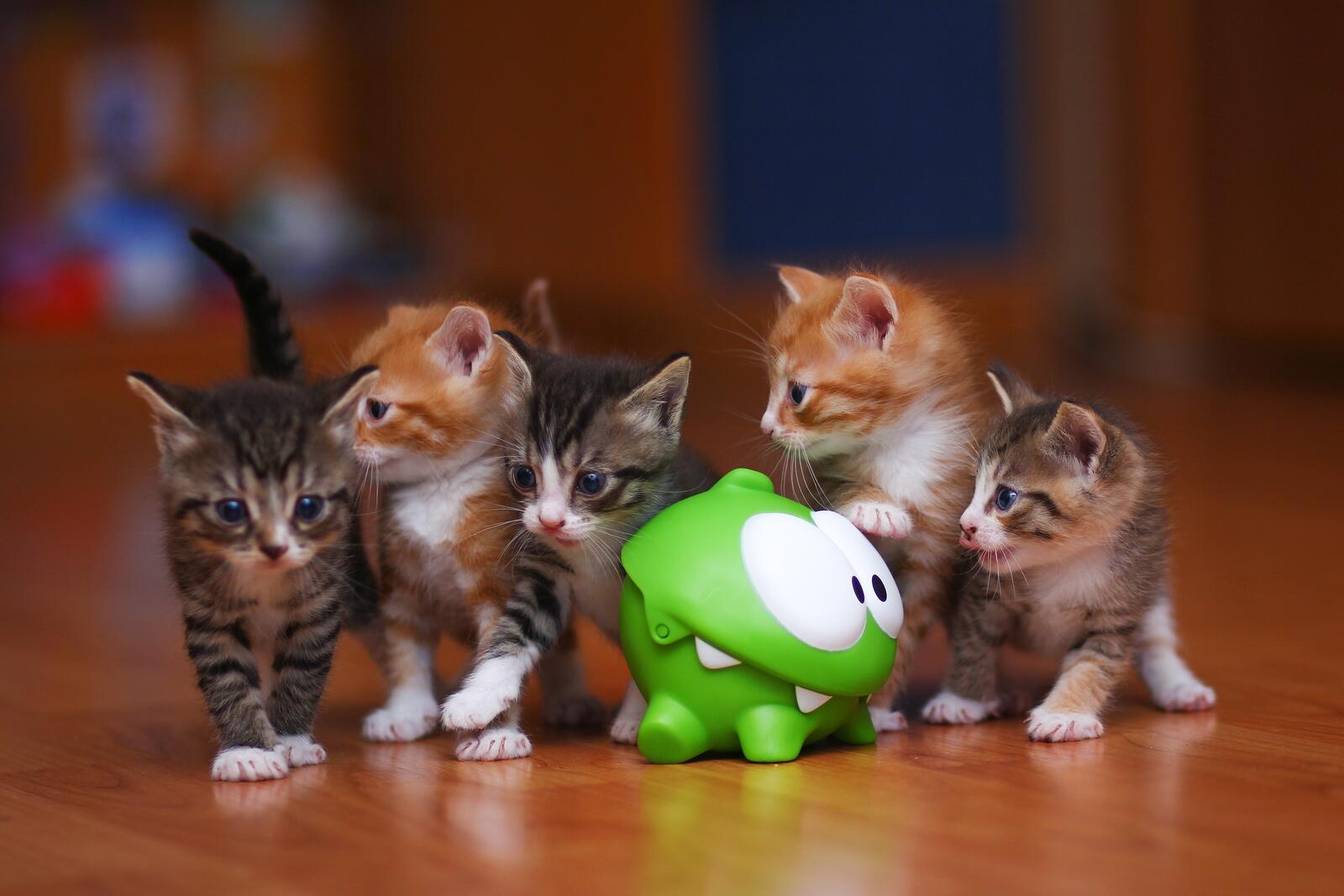 Free photo The kittens are playing with a green dragon.
