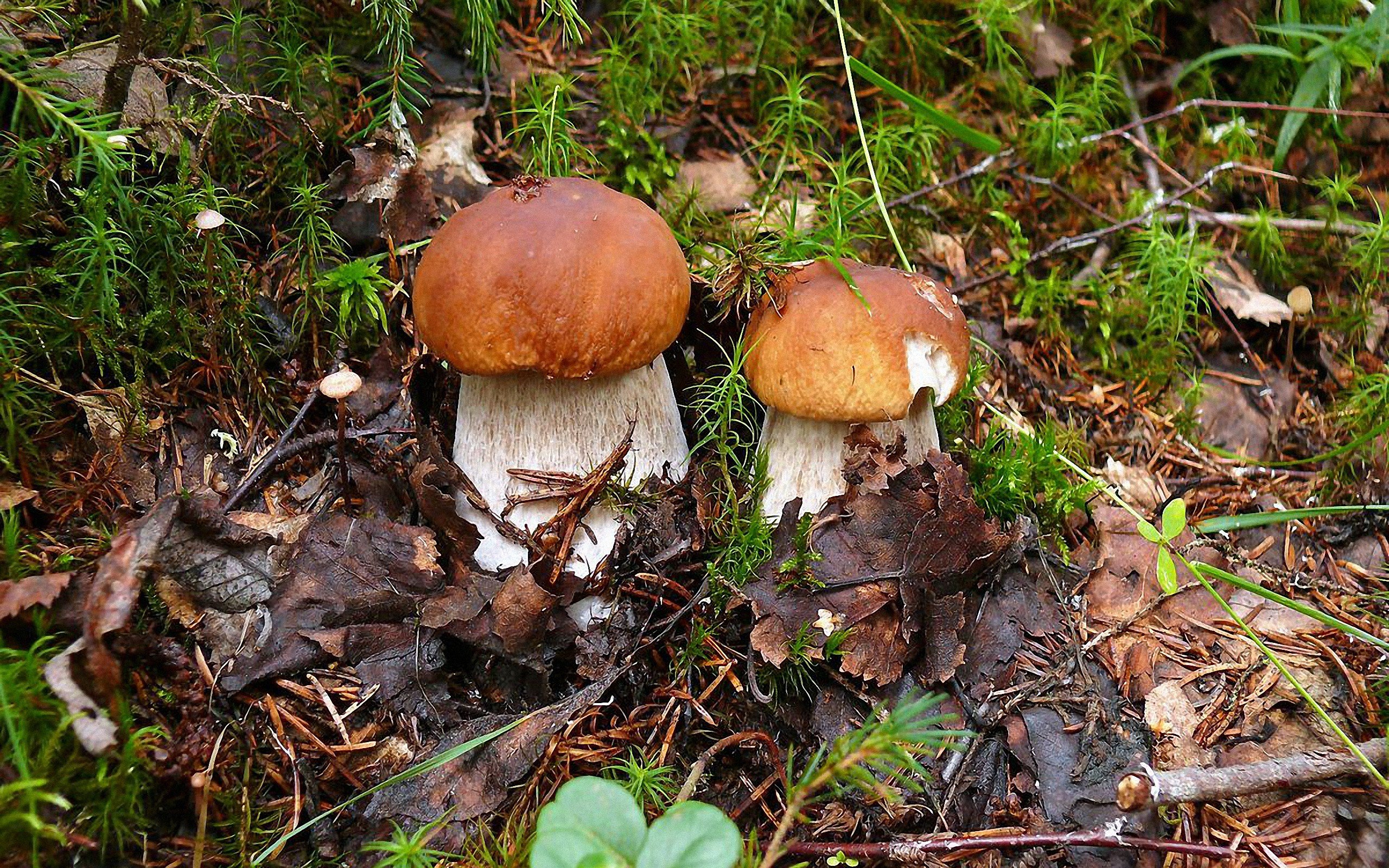 Free photo Mushrooms in the wild