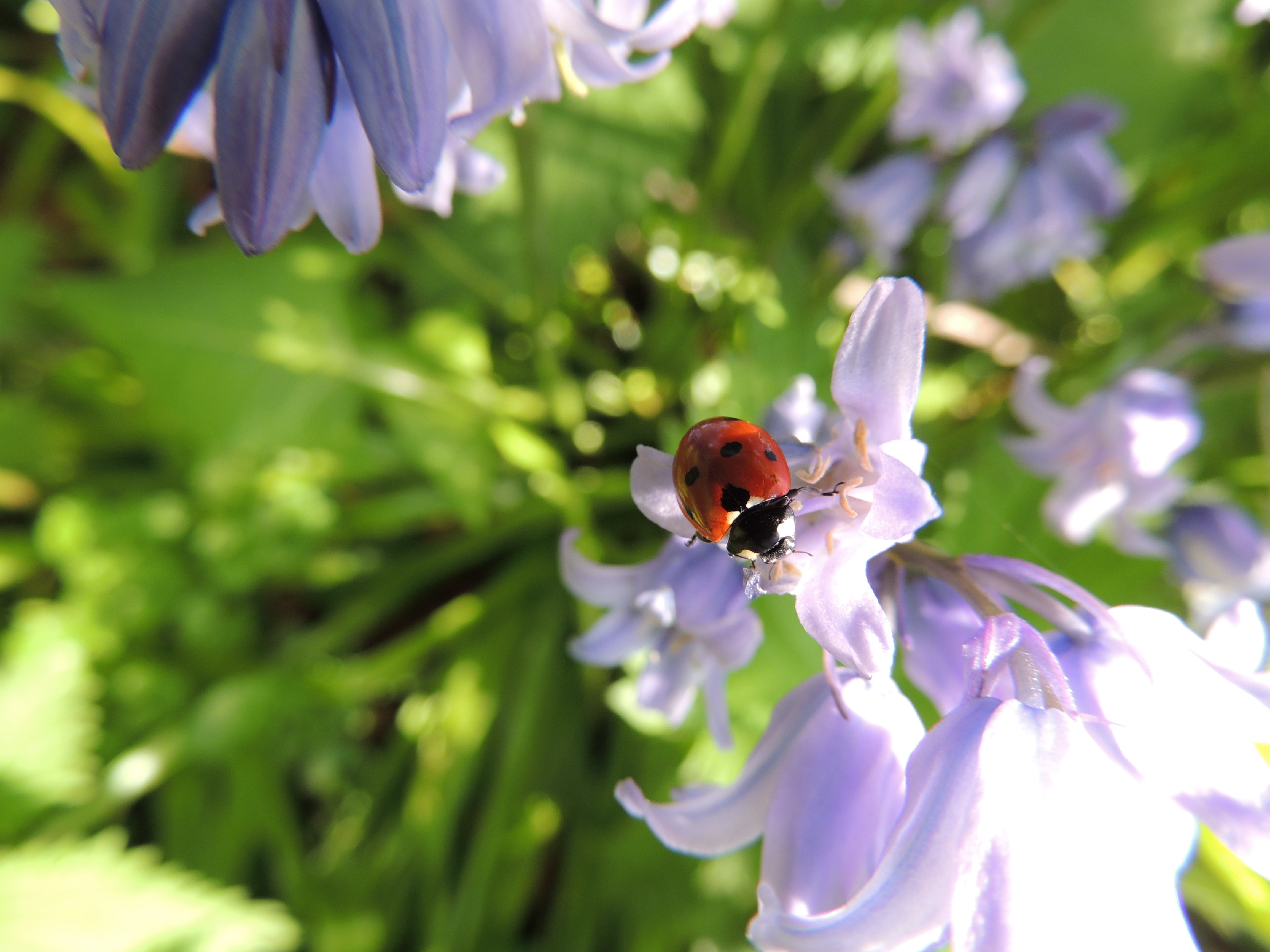 Free photo A ladybug on a summer flower