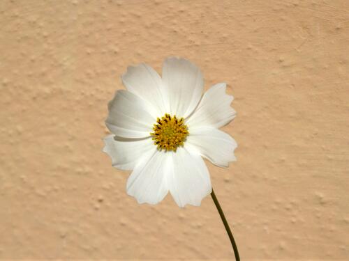 A lone flower of white space