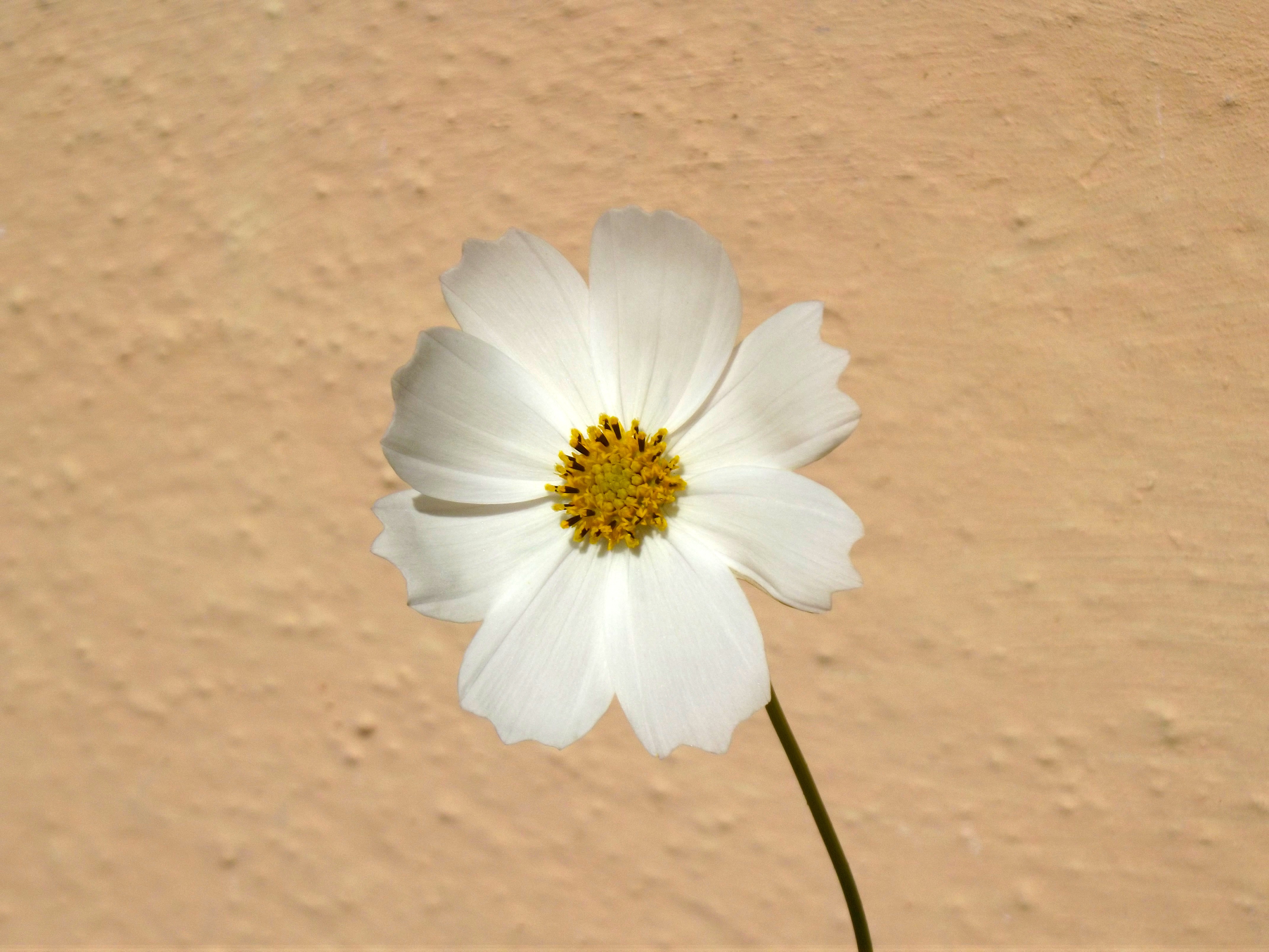 Free photo A lone flower of white space