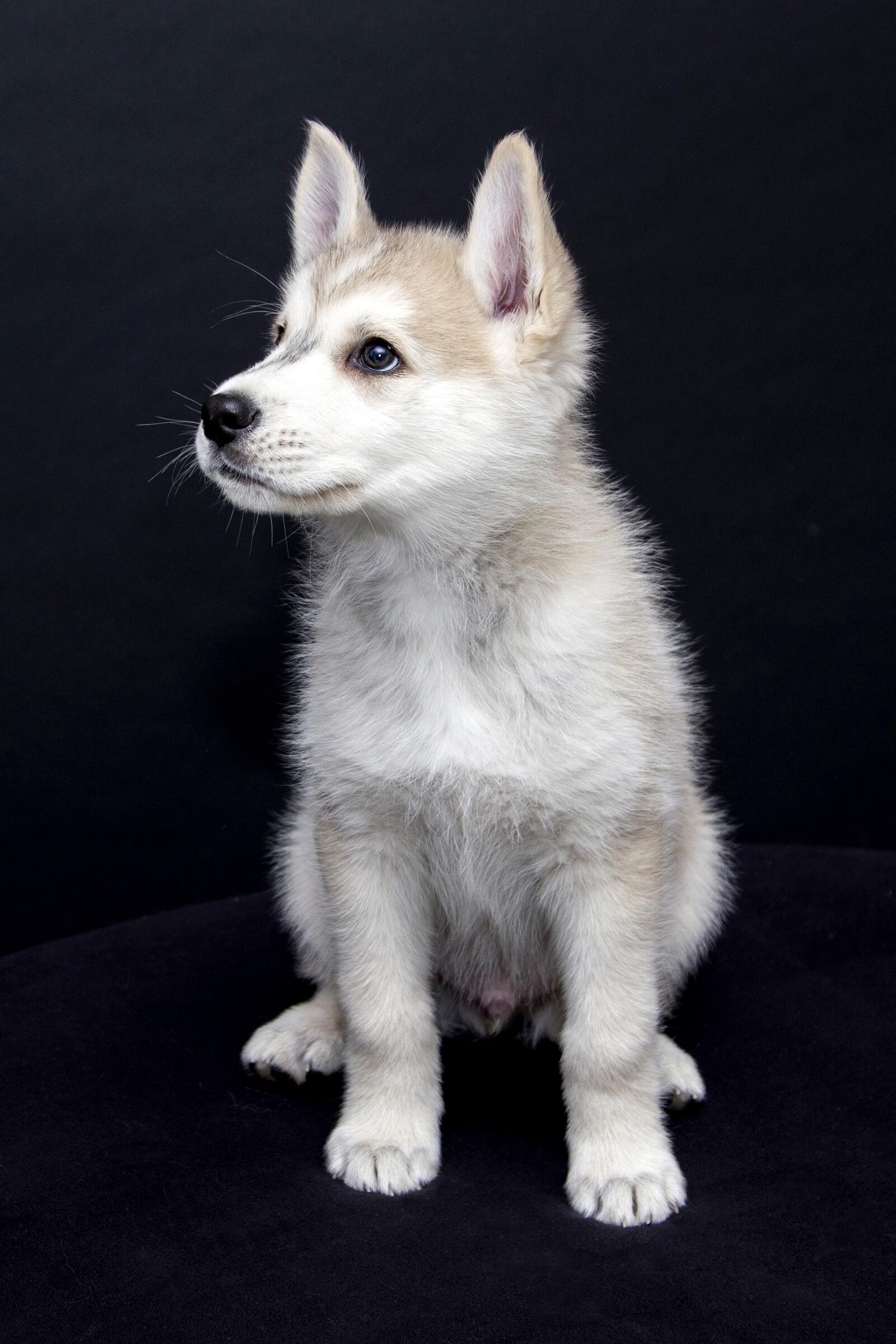 Free photo Siberian Husky puppy