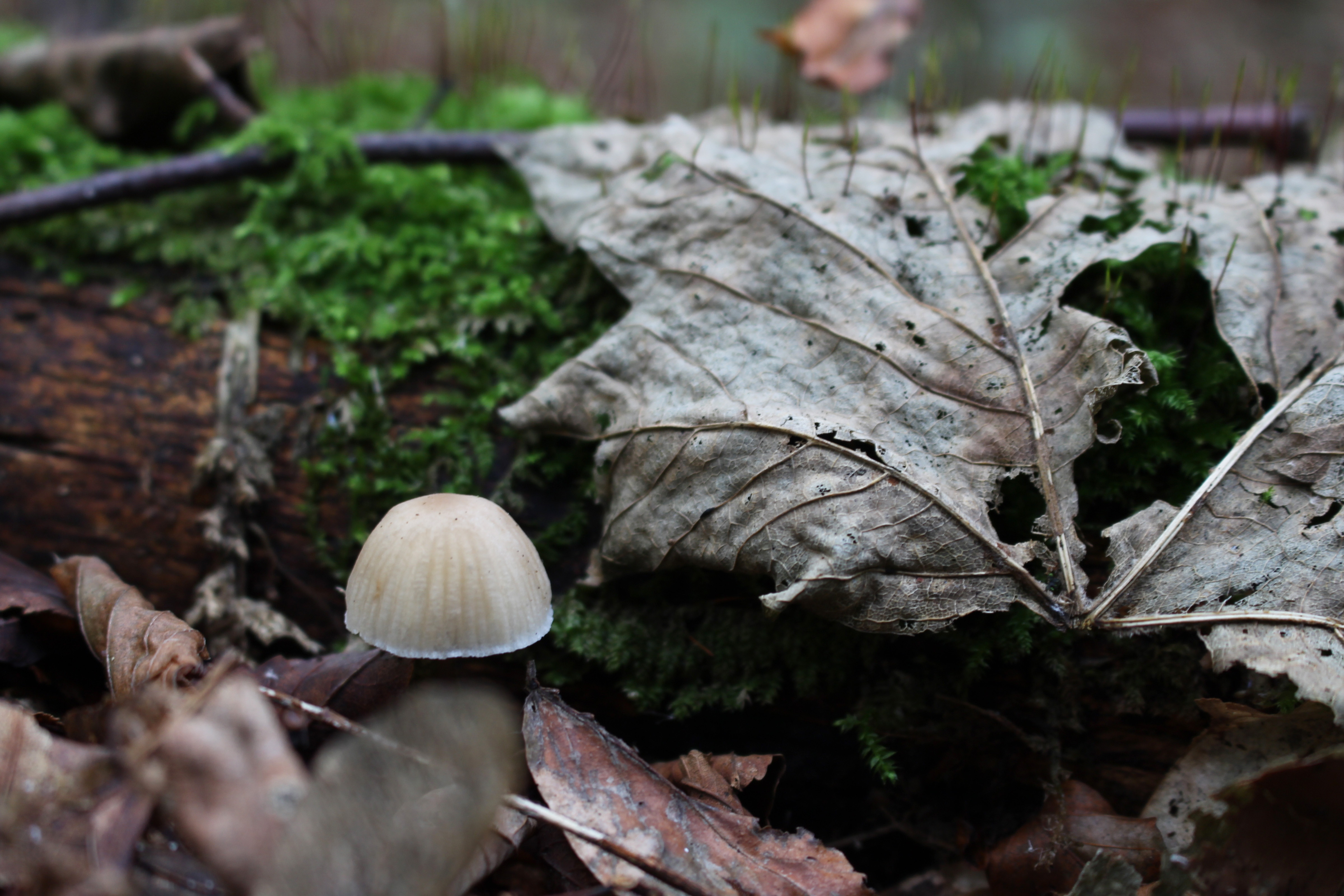 免费照片生长在倒下的树木附近的姬松茸真菌