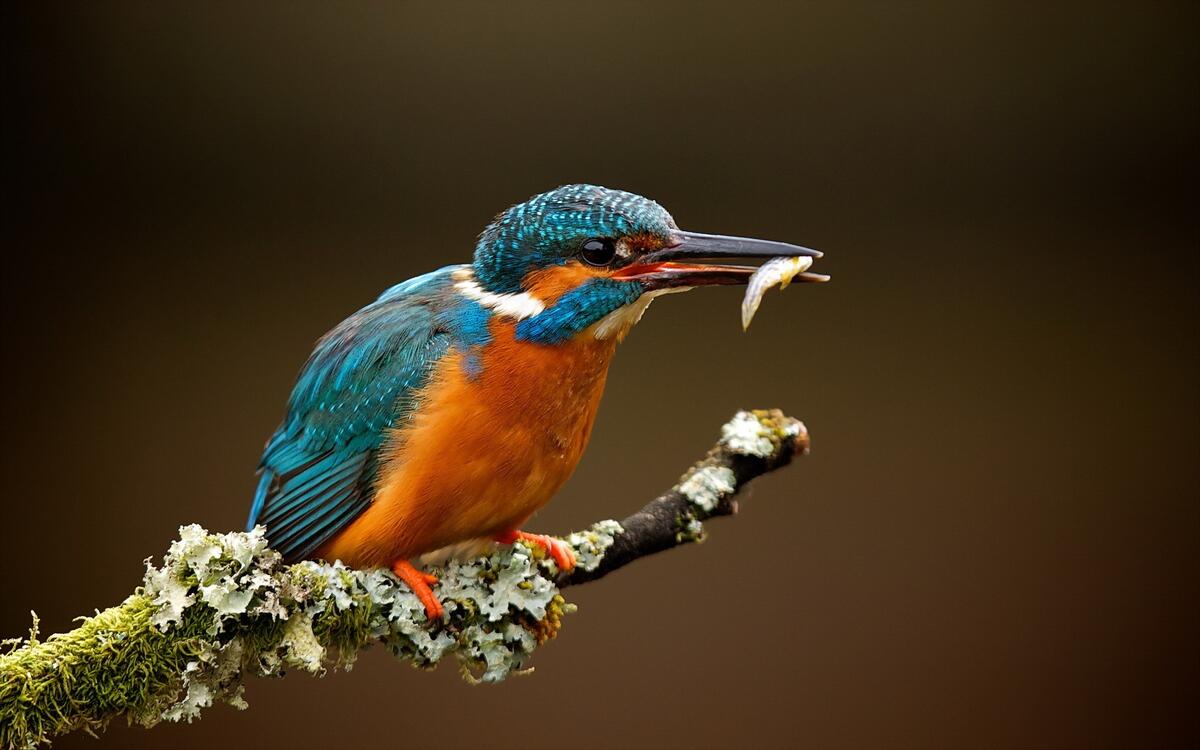 A kingfisher catches a fish