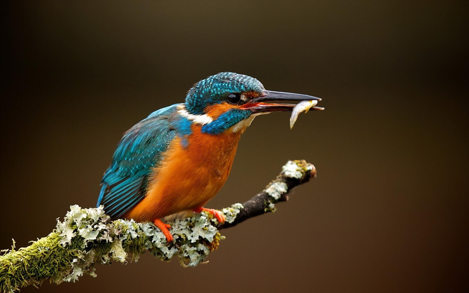 Free photo A kingfisher catches a fish