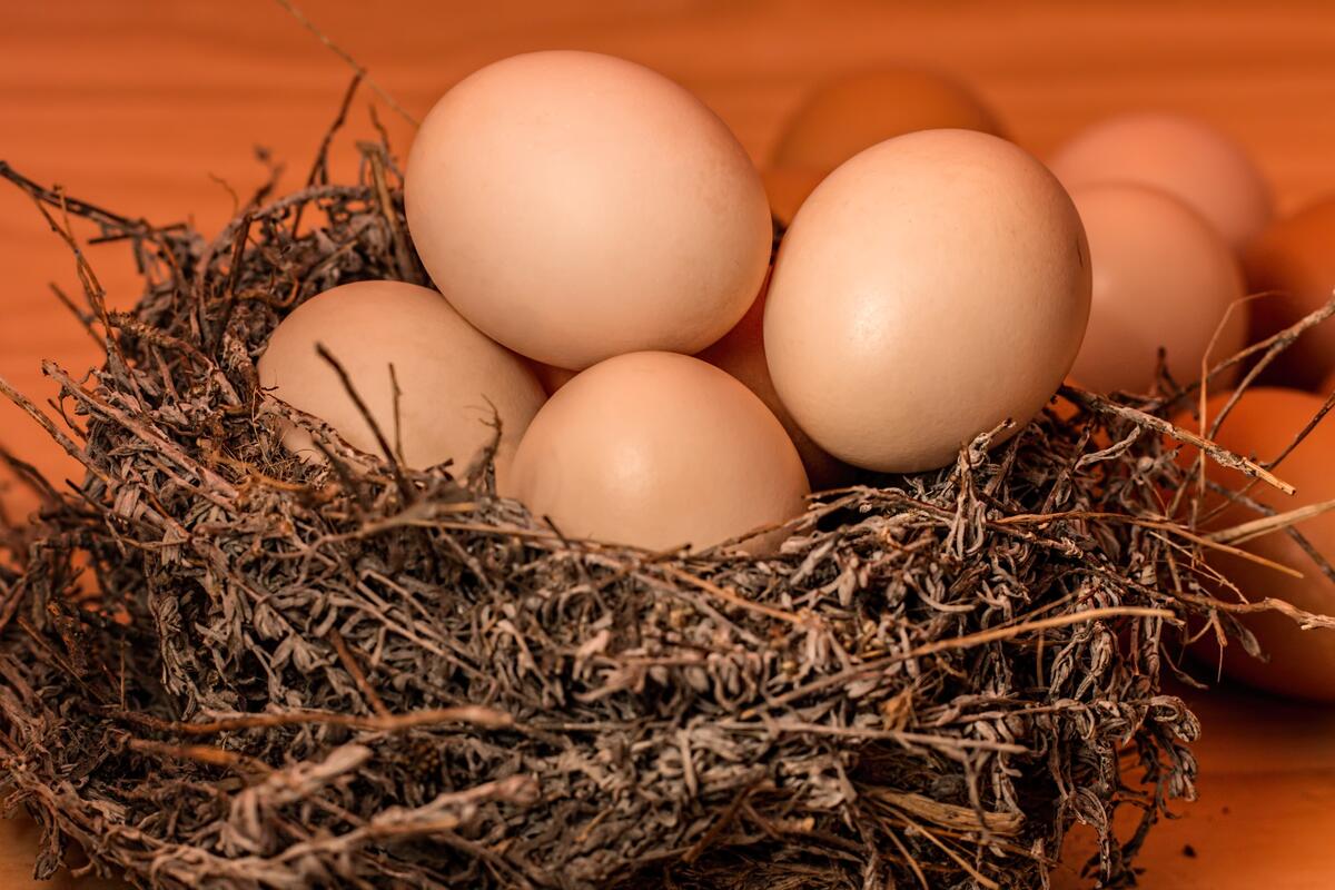 Chicken eggs in a bird`s nest.