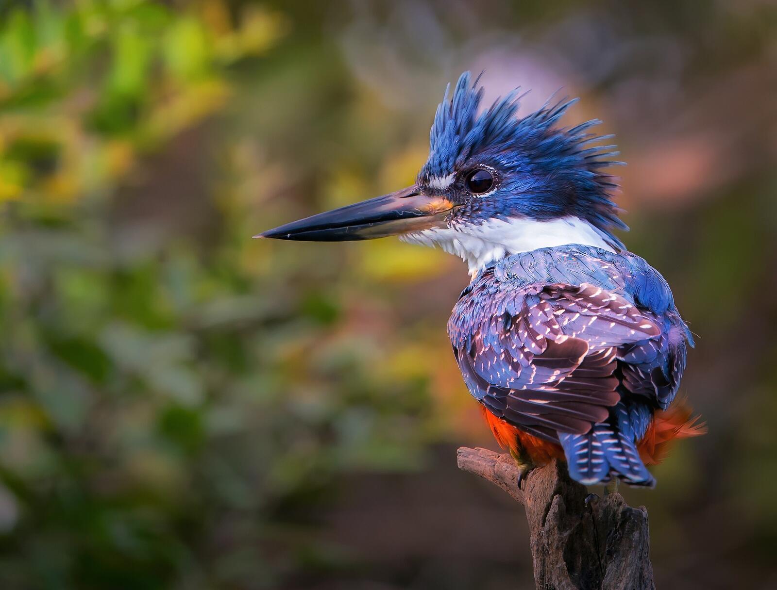 Free photo A kingfisher with a blue crest sits on a branch