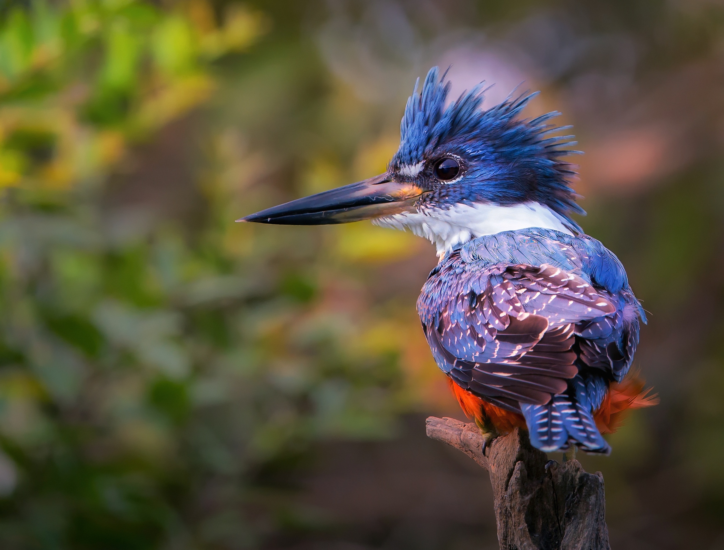 Free photo A kingfisher with a blue crest sits on a branch