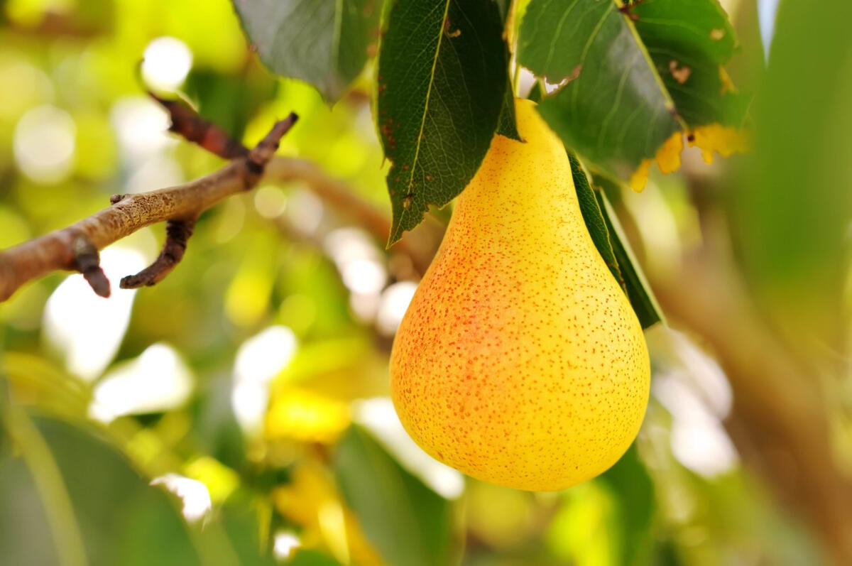 Wallpaper with a yellow pear on a twig