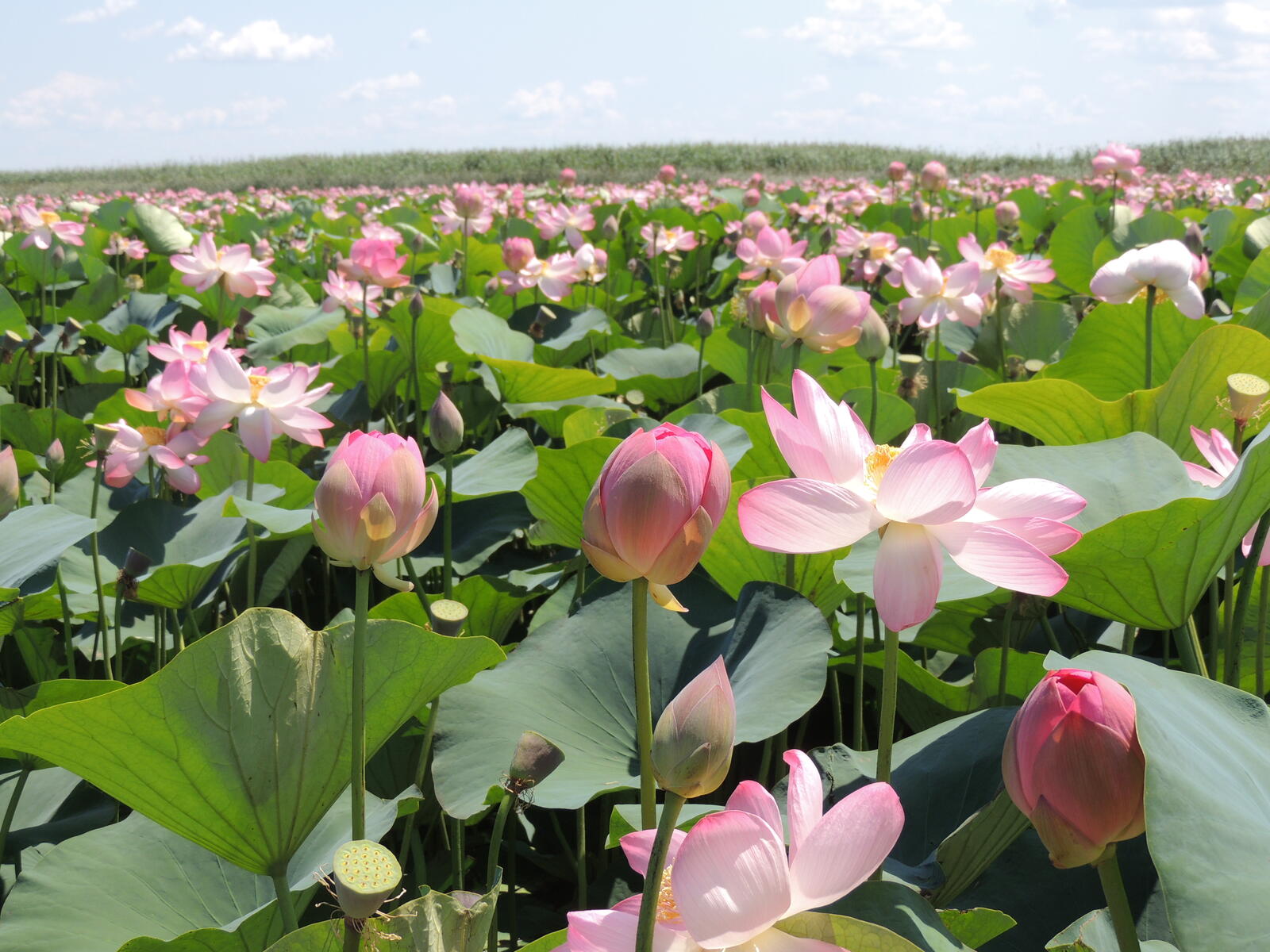 Free photo A large field with pink lotuses