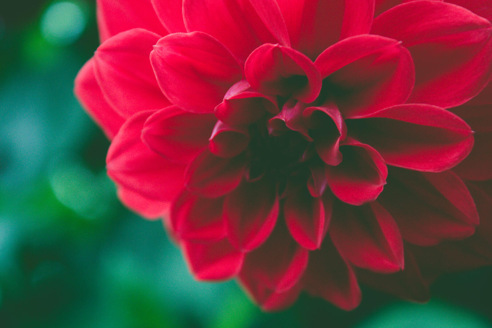 Бесплатное фото Красный цветок семейства маргариток